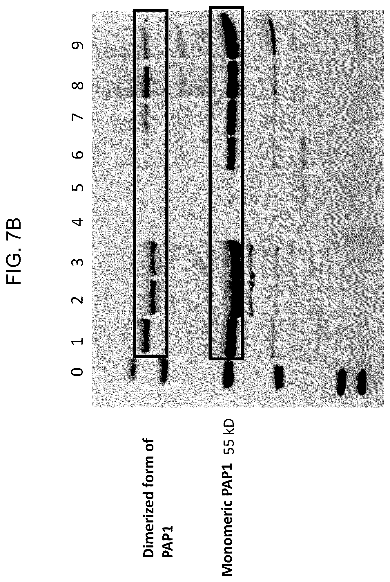 Patent US12448638 Figure 13 – Enzyme based system for production of messenger RNA with increased transfection efficiency