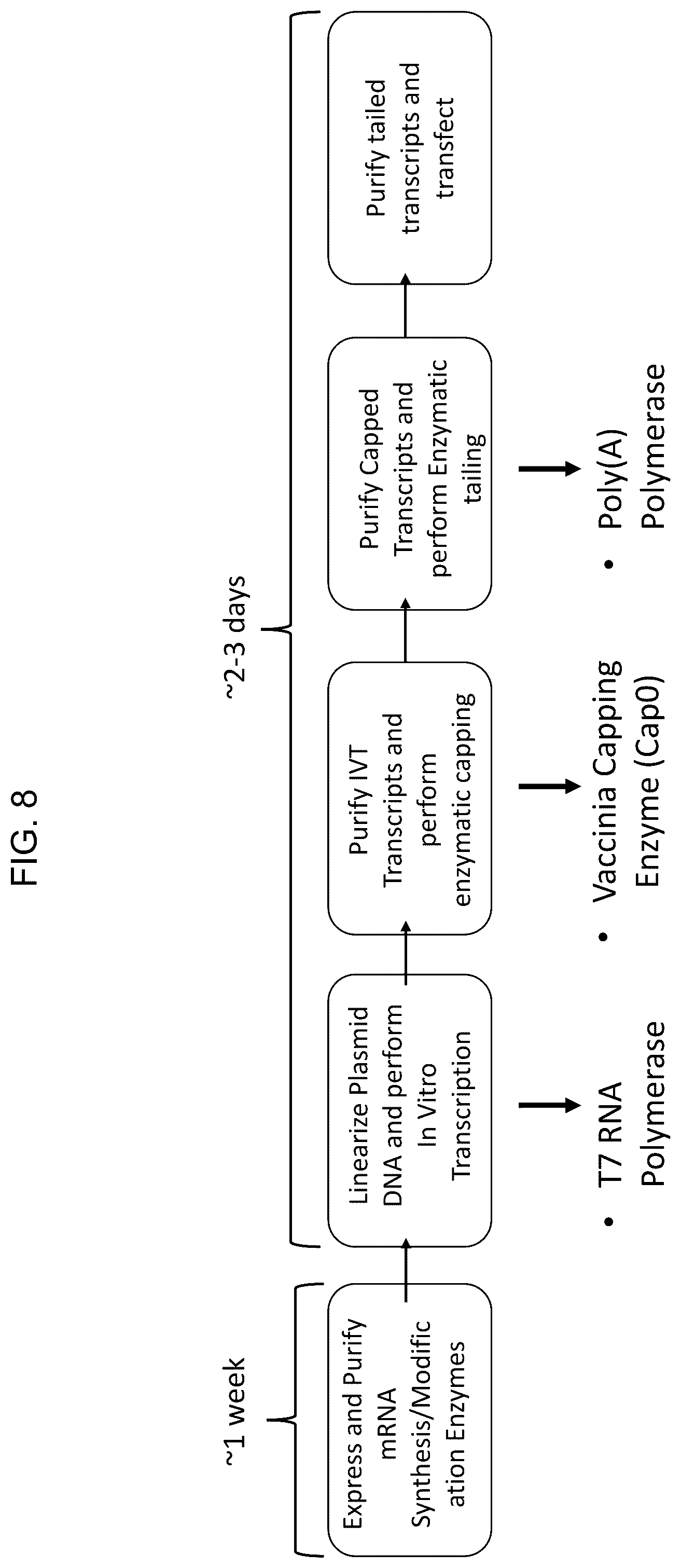 Patent US12448638 Figure 14 – Enzyme based system for production of messenger RNA with increased transfection efficiency