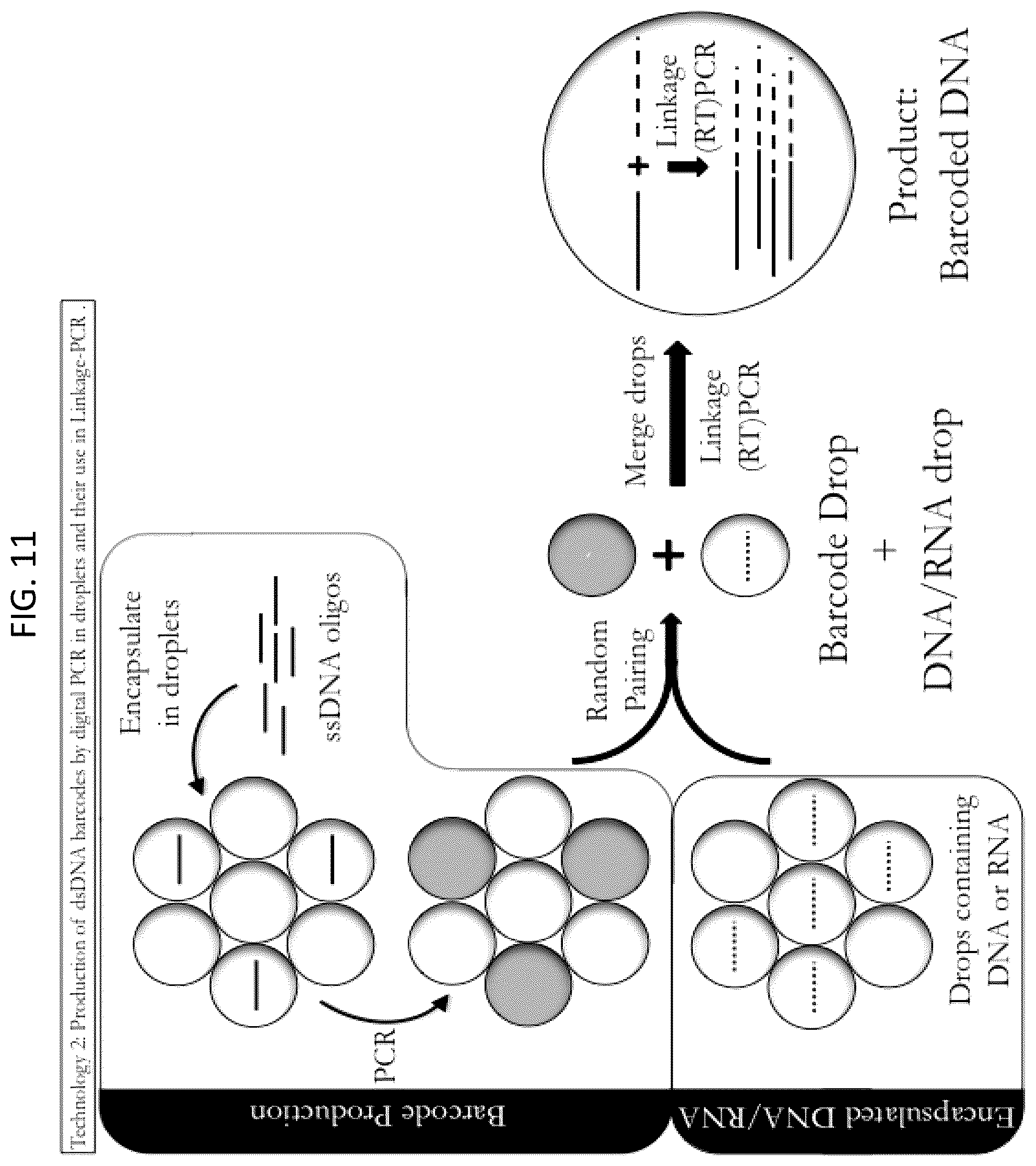 Patent US12448643 Figure 11 – Sequencing of nucleic acids via barcoding in discrete entities