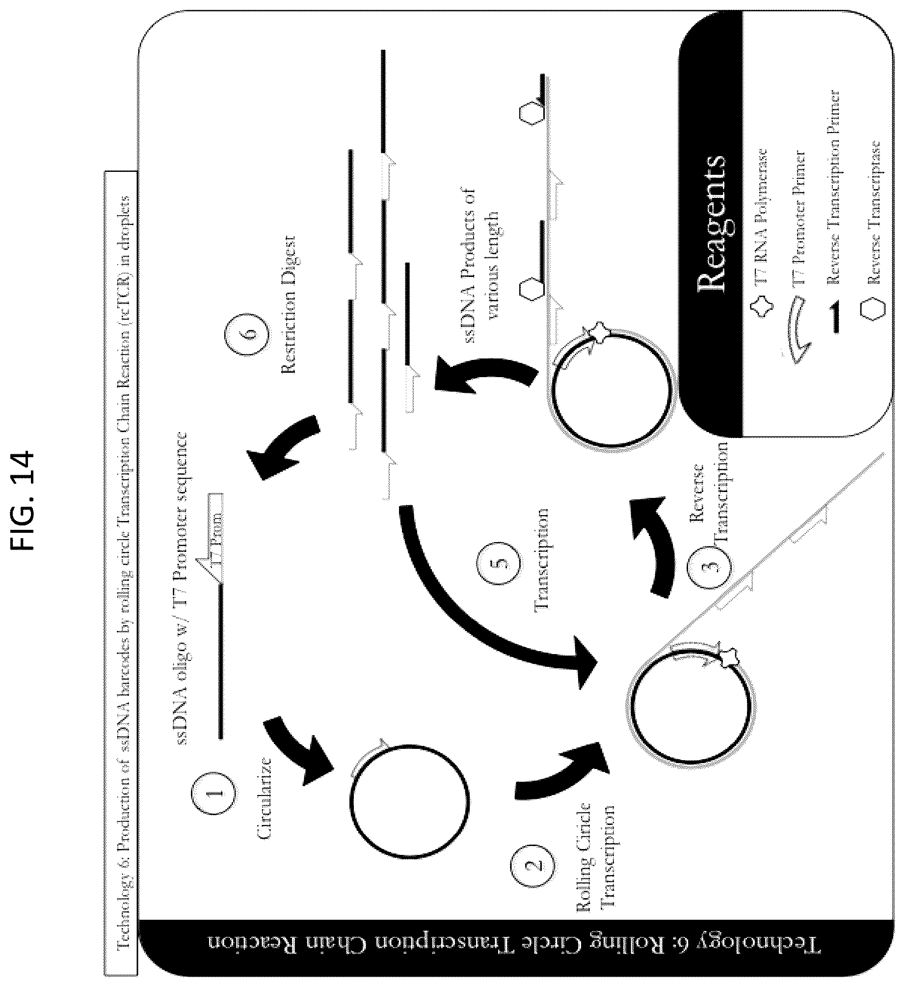 Patent US12448643 Figure 14 – Sequencing of nucleic acids via barcoding in discrete entities