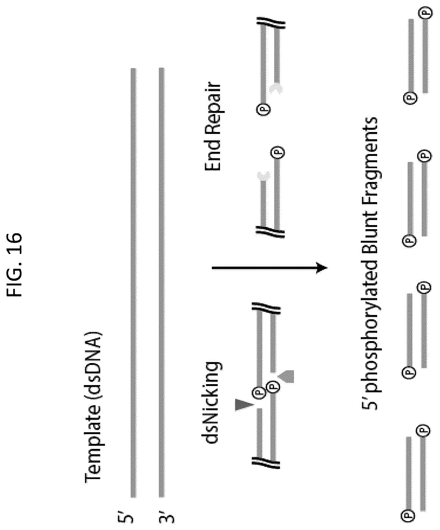 Patent US12448643 Figure 16 – Sequencing of nucleic acids via barcoding in discrete entities