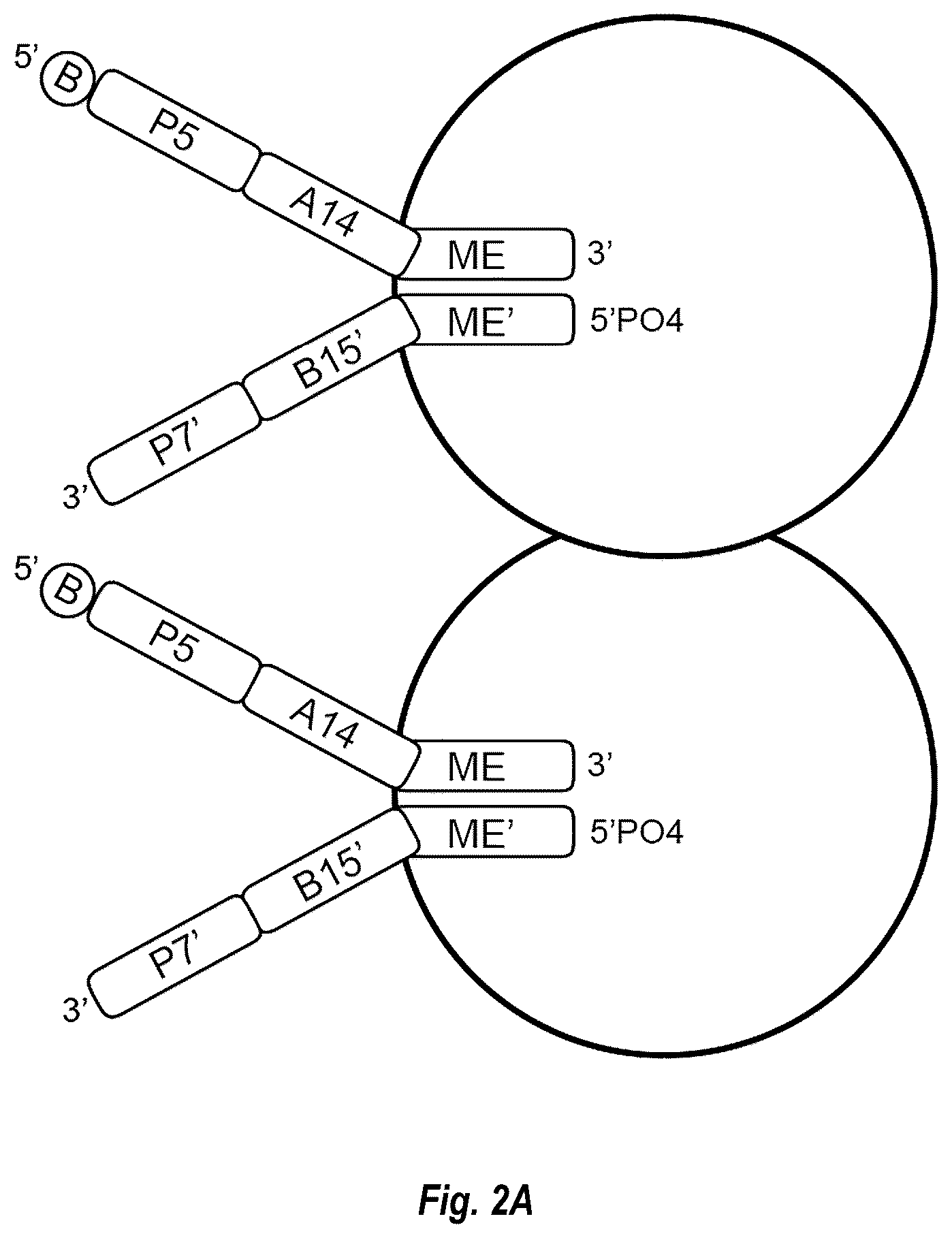 Patent US12448644 Figure 2 – Complex surface-bound transposome complexes
