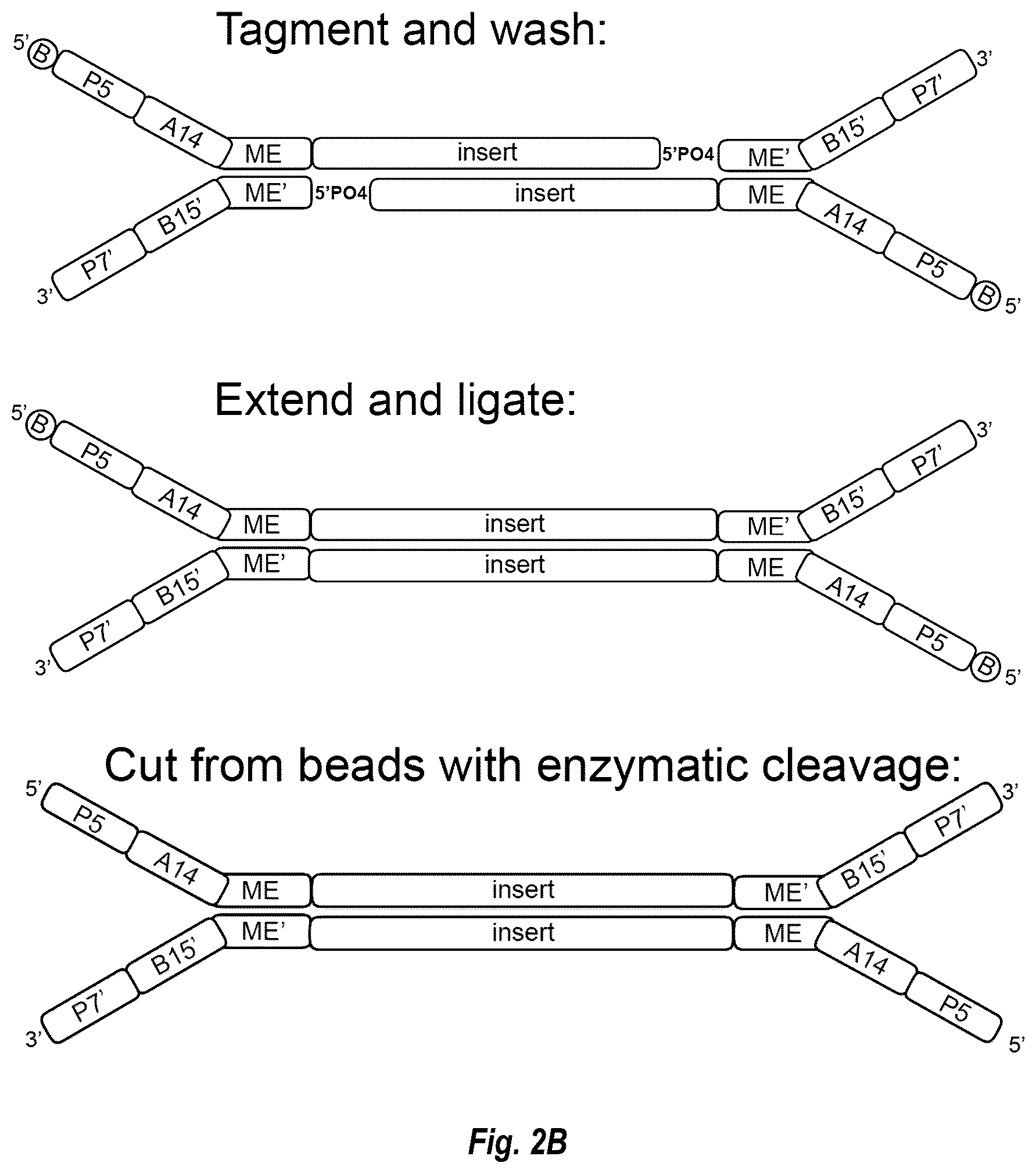 Patent US12448644 Figure 3 – Complex surface-bound transposome complexes