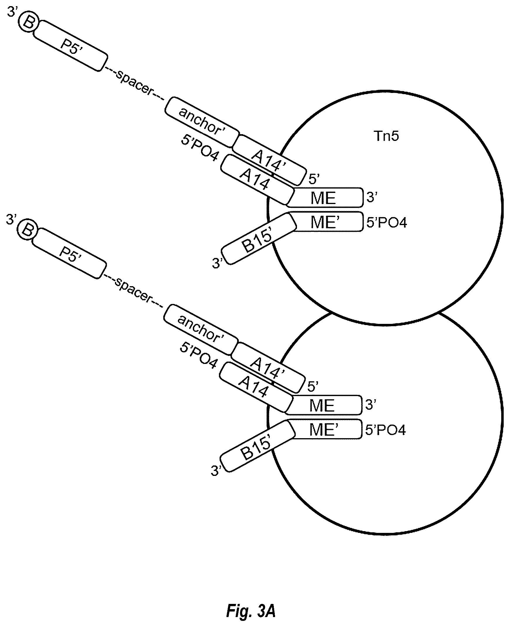 Patent US12448644 Figure 4 – Complex surface-bound transposome complexes