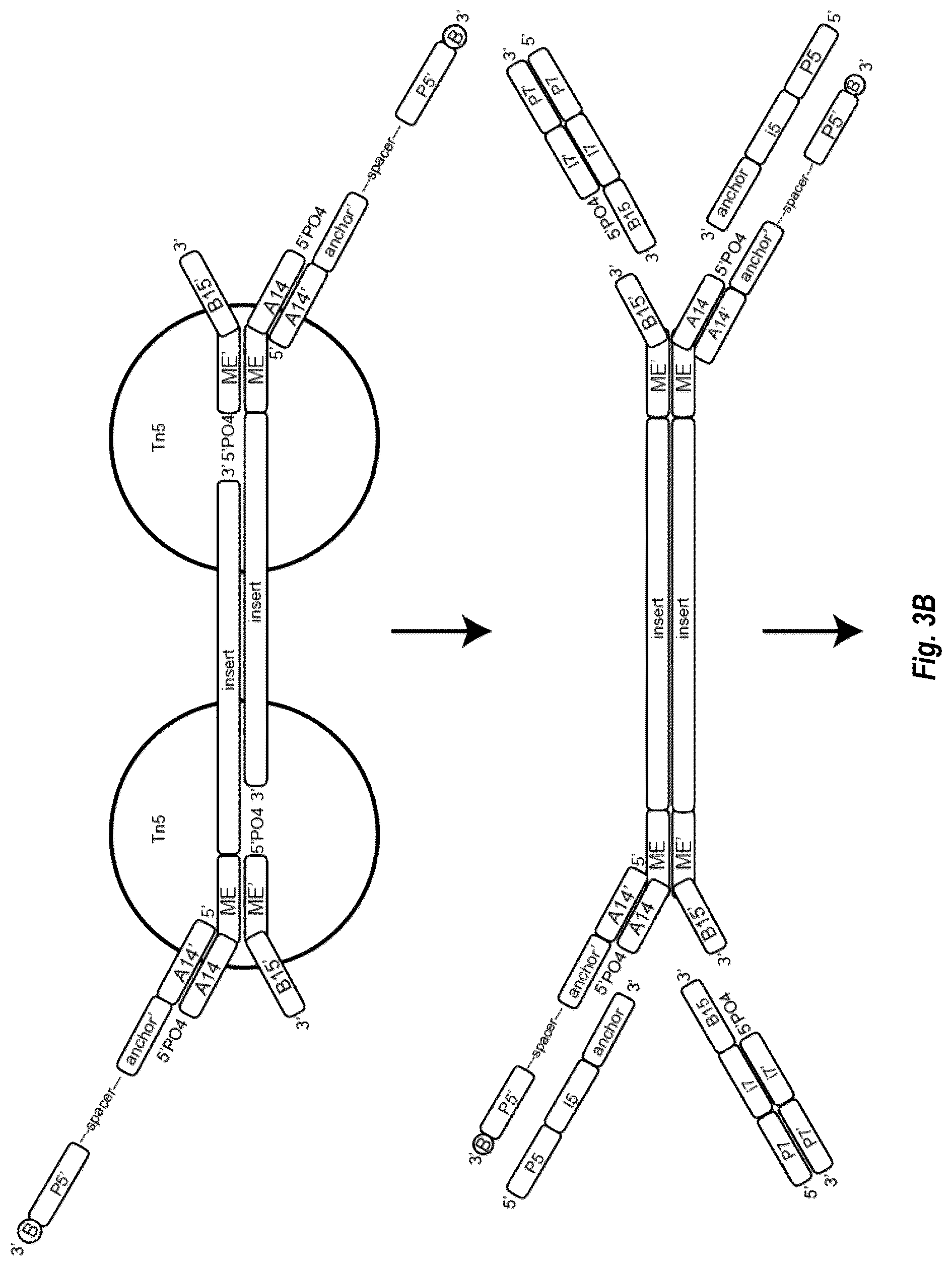 Patent US12448644 Figure 5 – Complex surface-bound transposome complexes