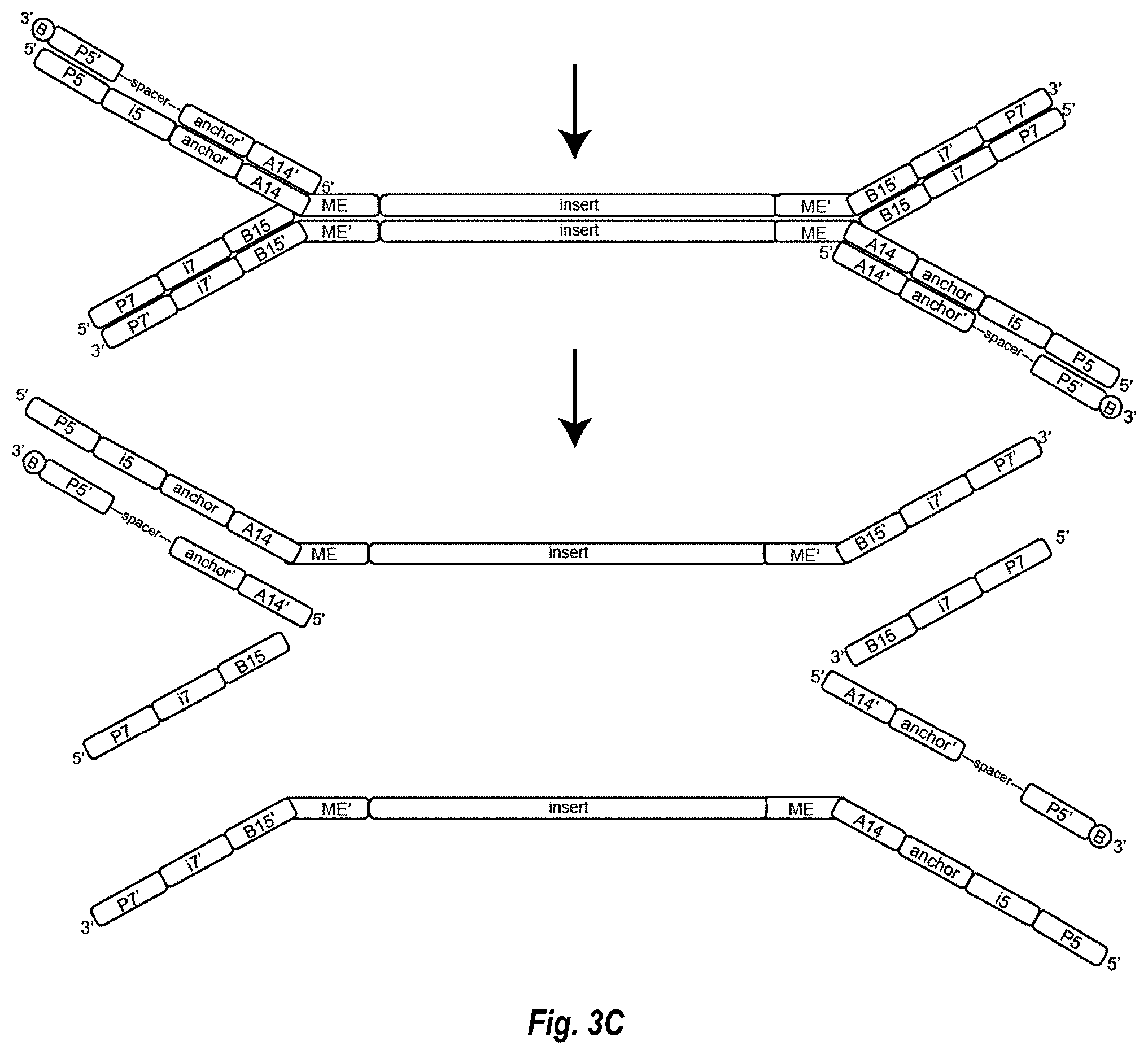Patent US12448644 Figure 6 – Complex surface-bound transposome complexes