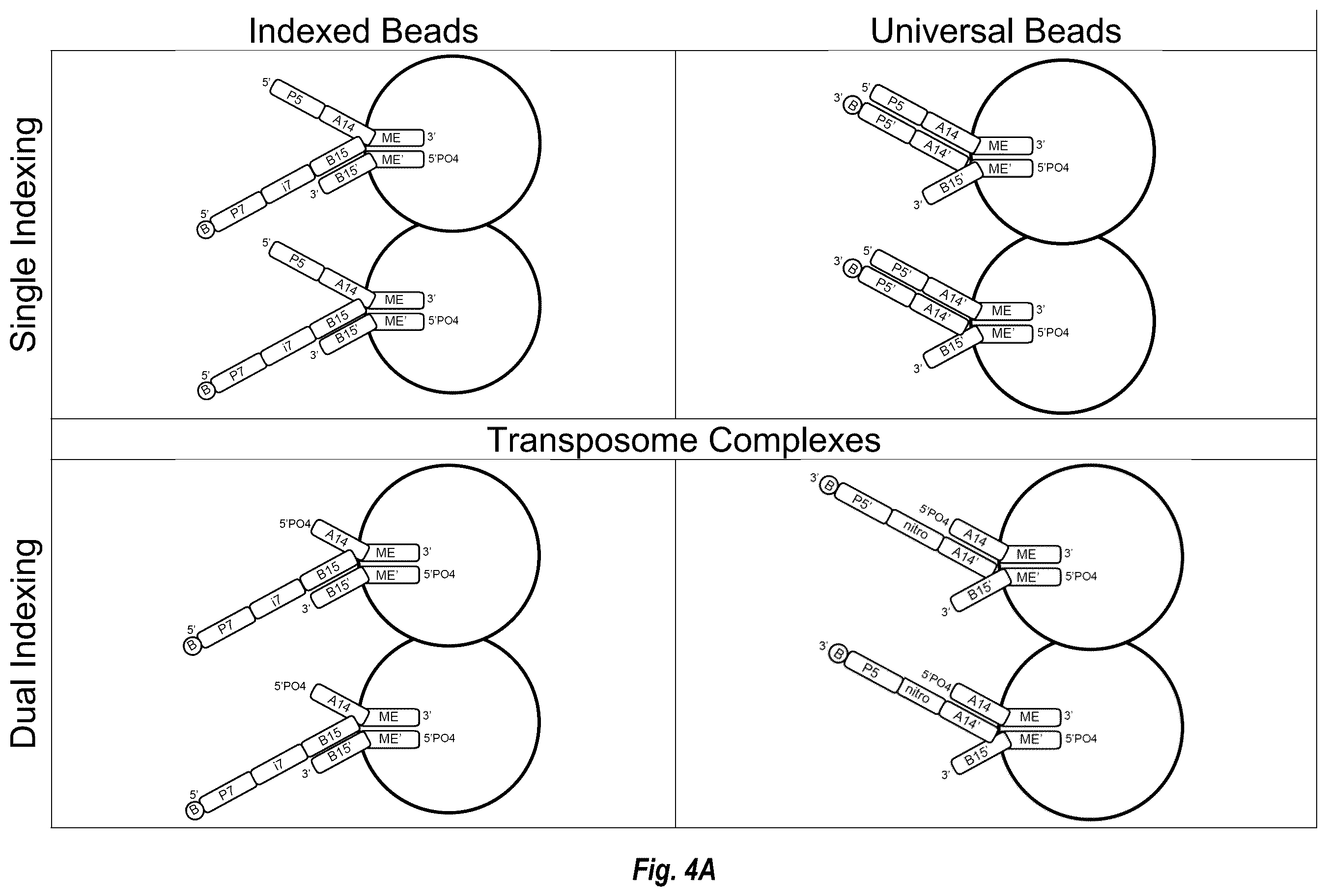 Patent US12448644 Figure 7 – Complex surface-bound transposome complexes