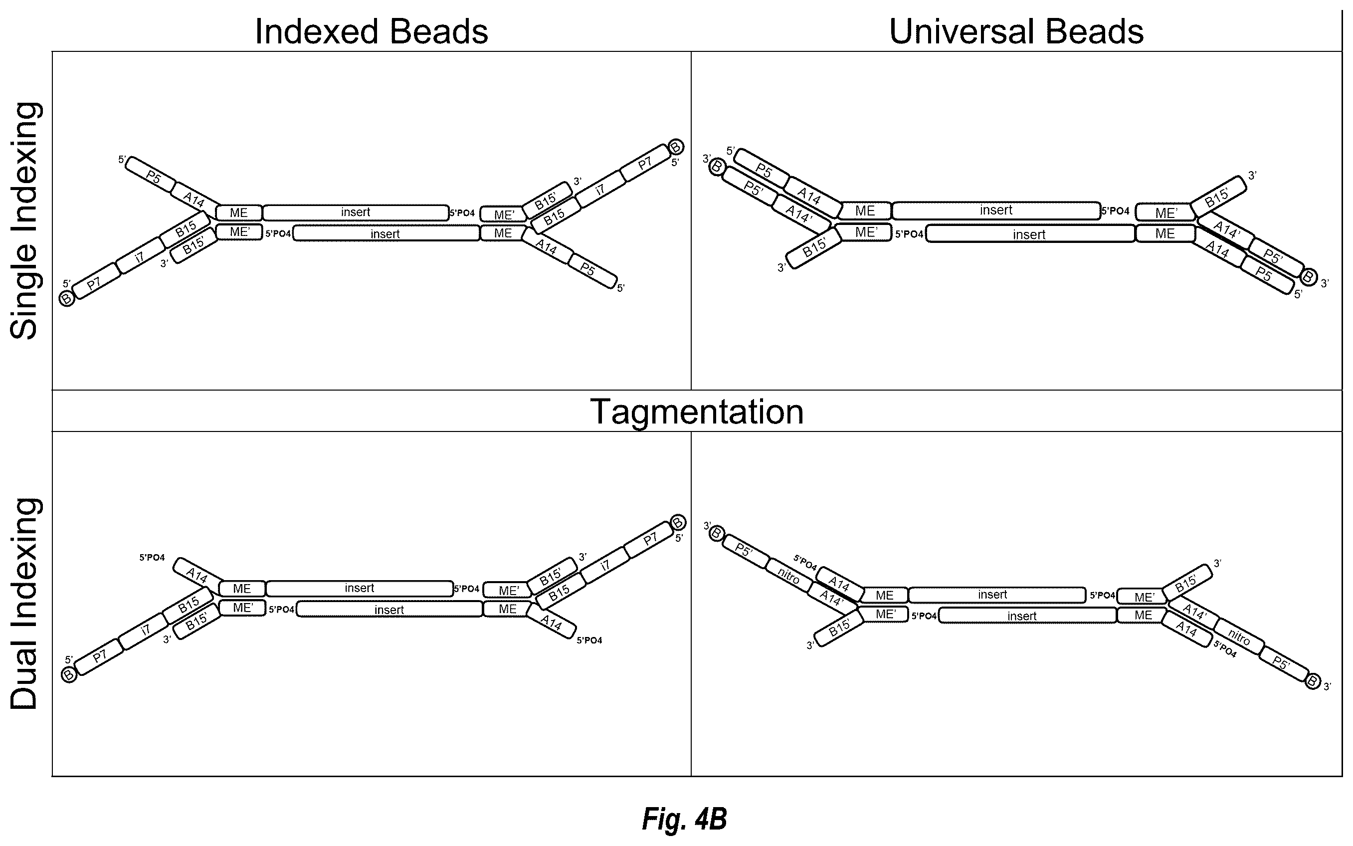 Patent US12448644 Figure 8 – Complex surface-bound transposome complexes