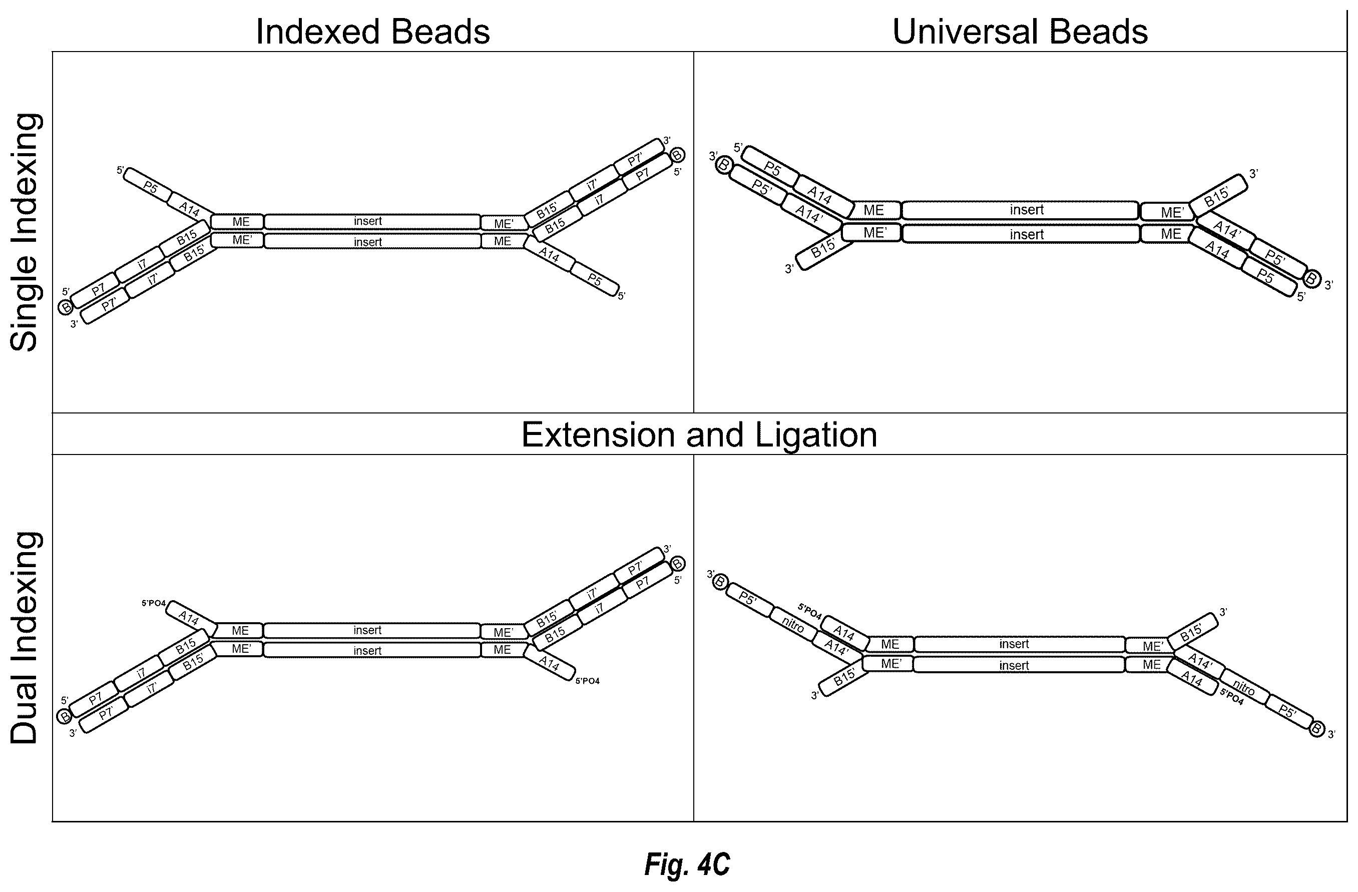 Patent US12448644 Figure 9 – Complex surface-bound transposome complexes