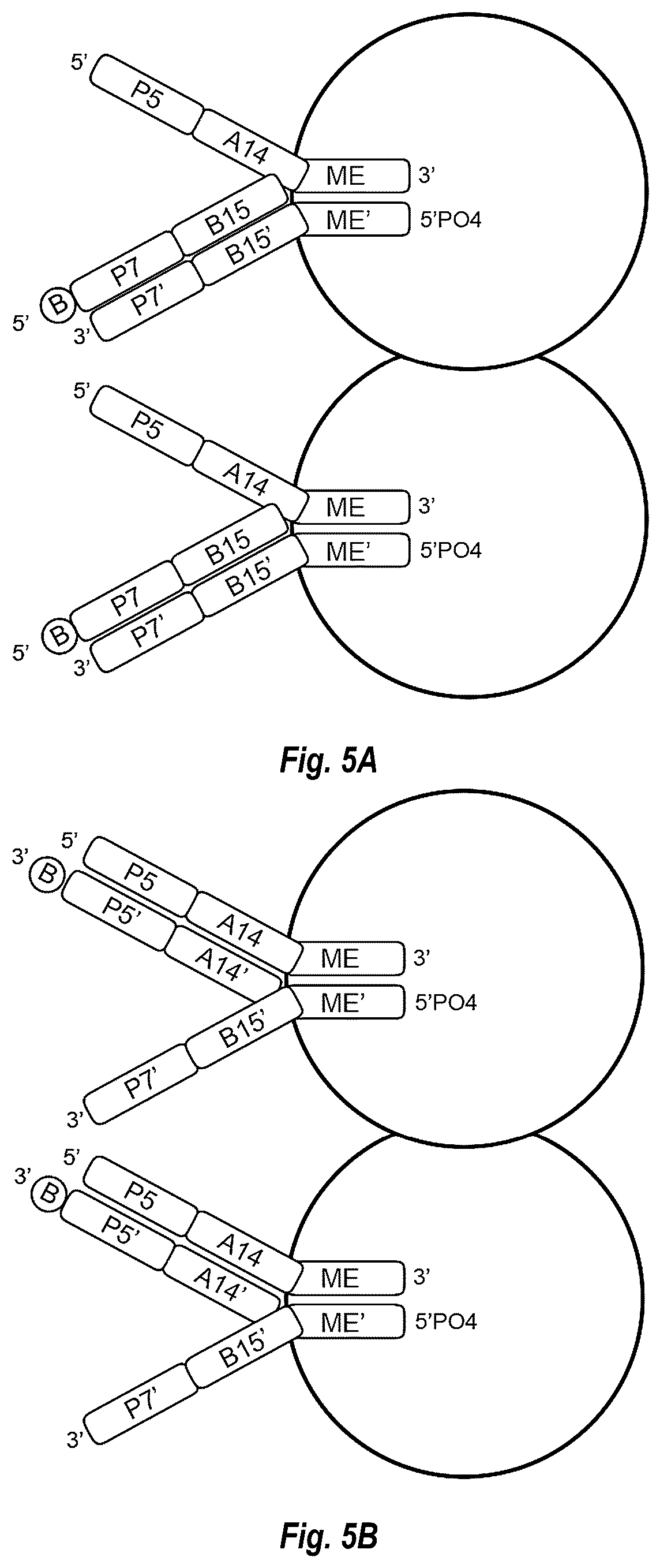 Patent US12448644 Figure 12 – Complex surface-bound transposome complexes