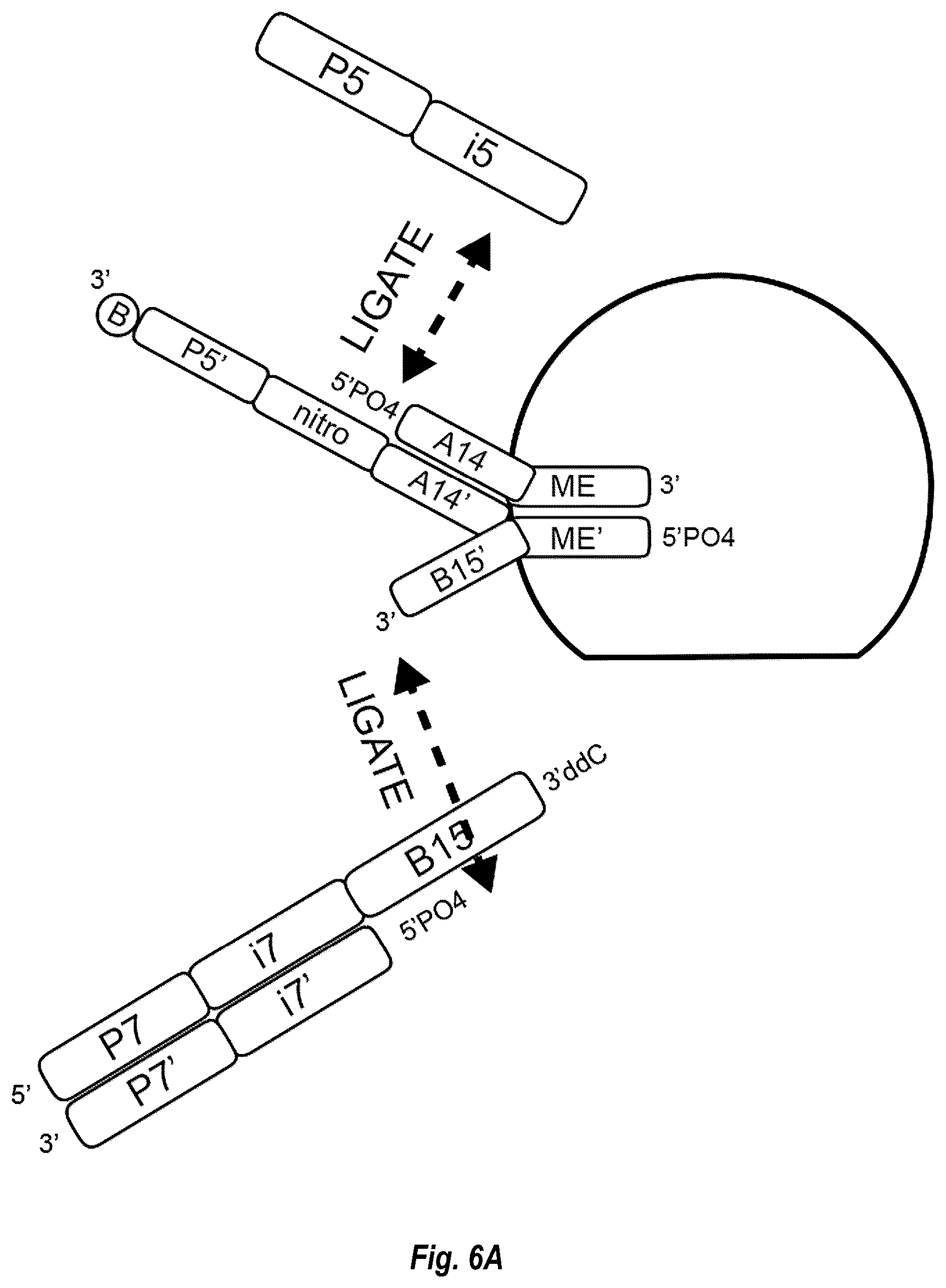 Patent US12448644 Figure 13 – Complex surface-bound transposome complexes