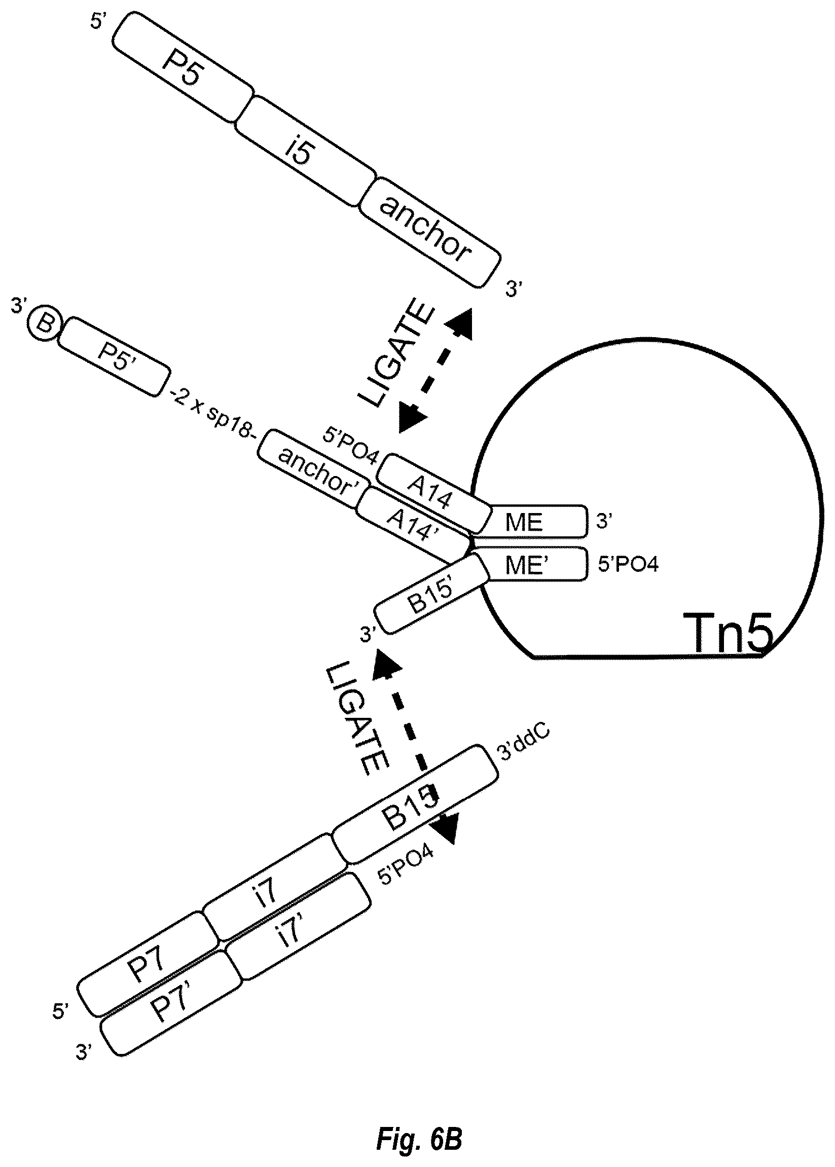 Patent US12448644 Figure 14 – Complex surface-bound transposome complexes