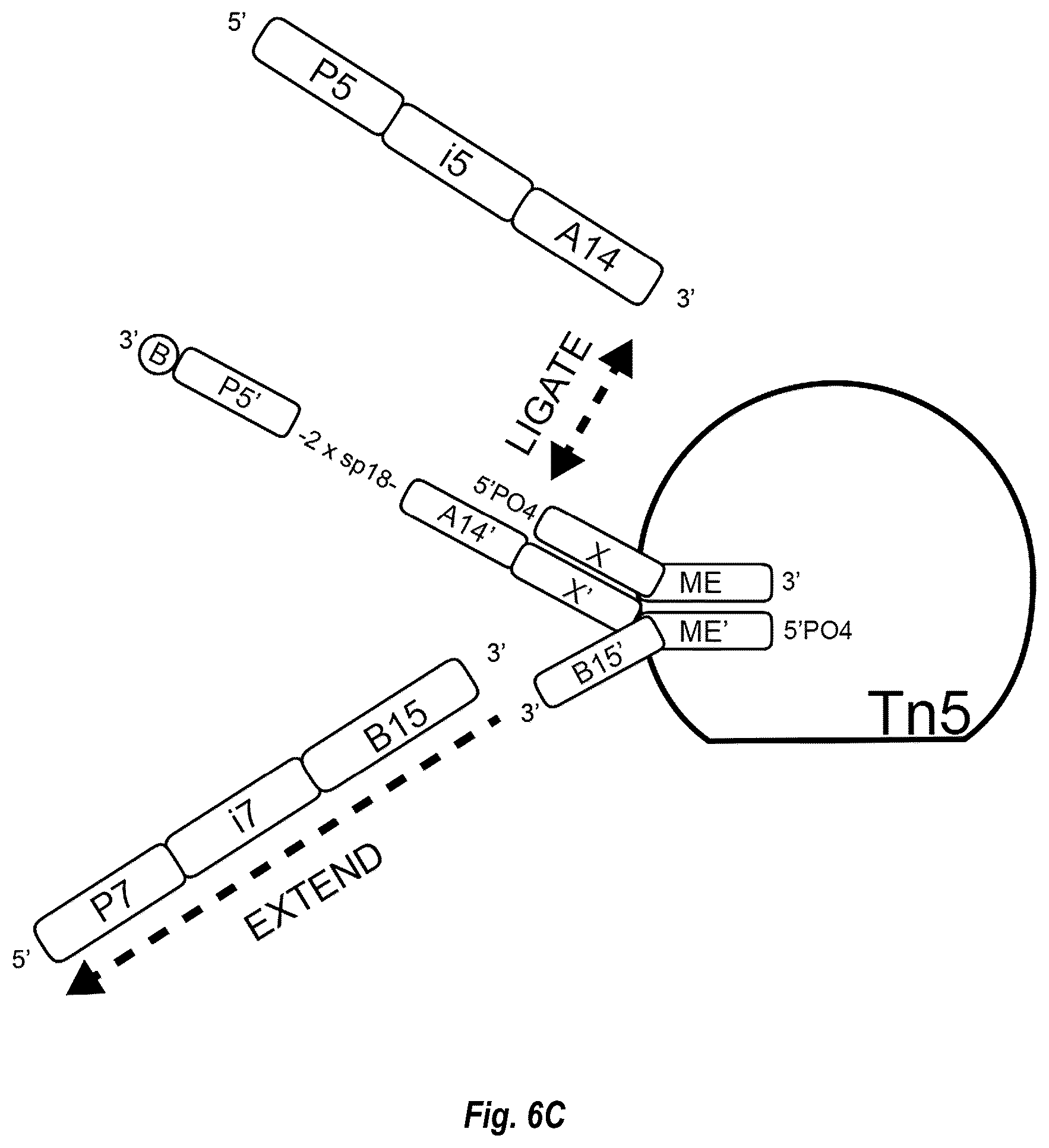 Patent US12448644 Figure 15 – Complex surface-bound transposome complexes