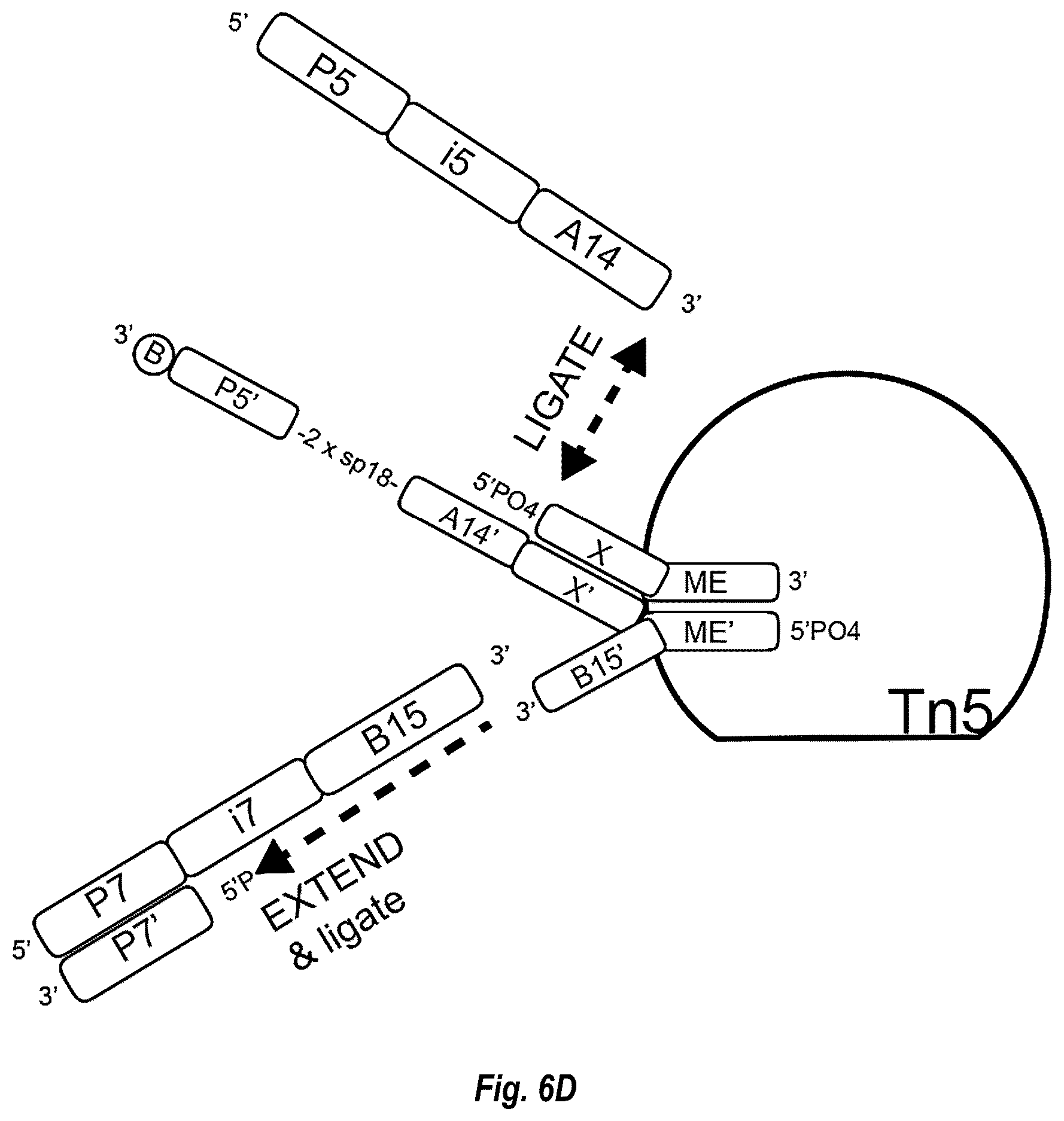 Patent US12448644 Figure 16 – Complex surface-bound transposome complexes