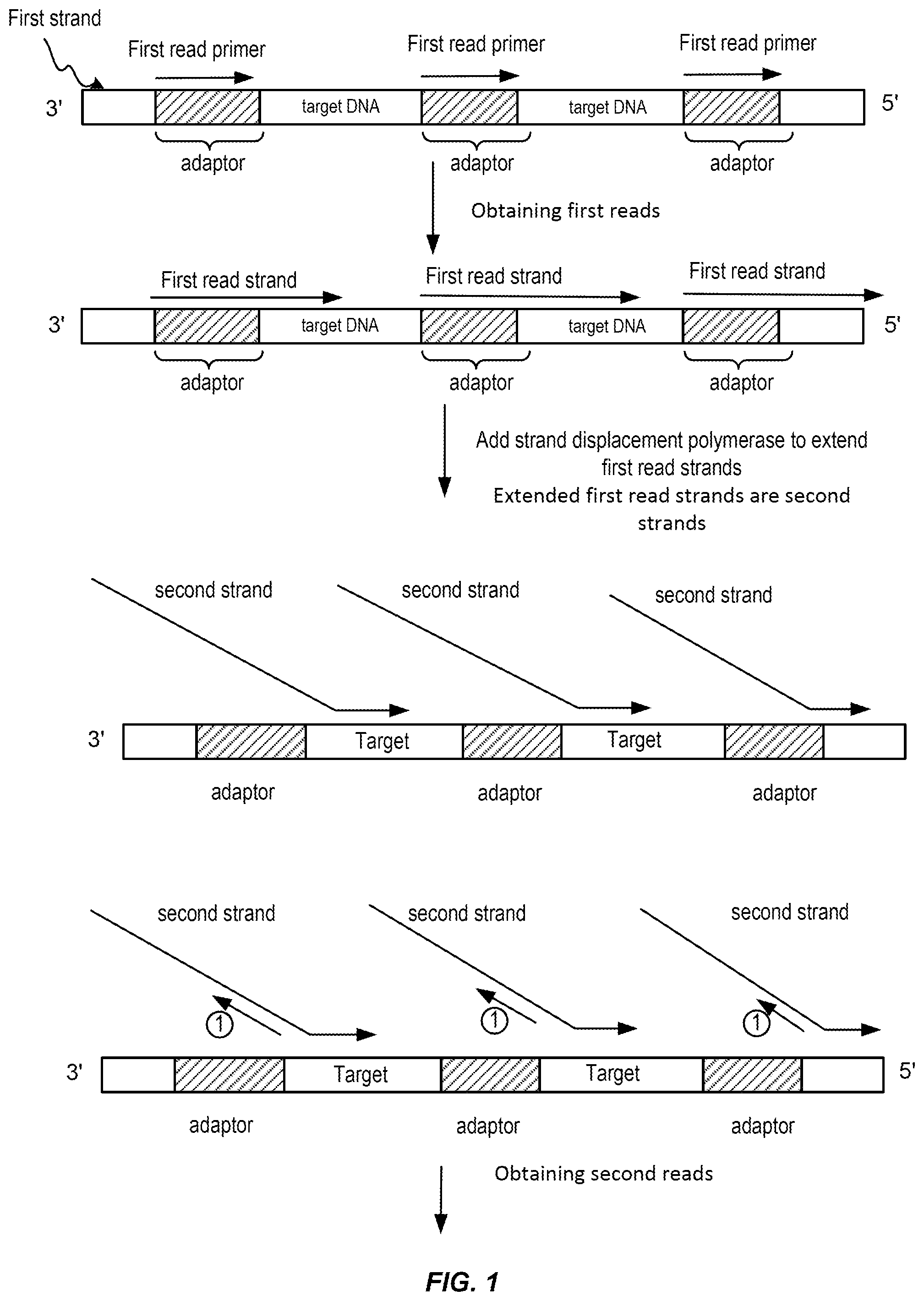 Patent US12448648 Figure 1 – Controlled strand-displacement for paired end sequencing