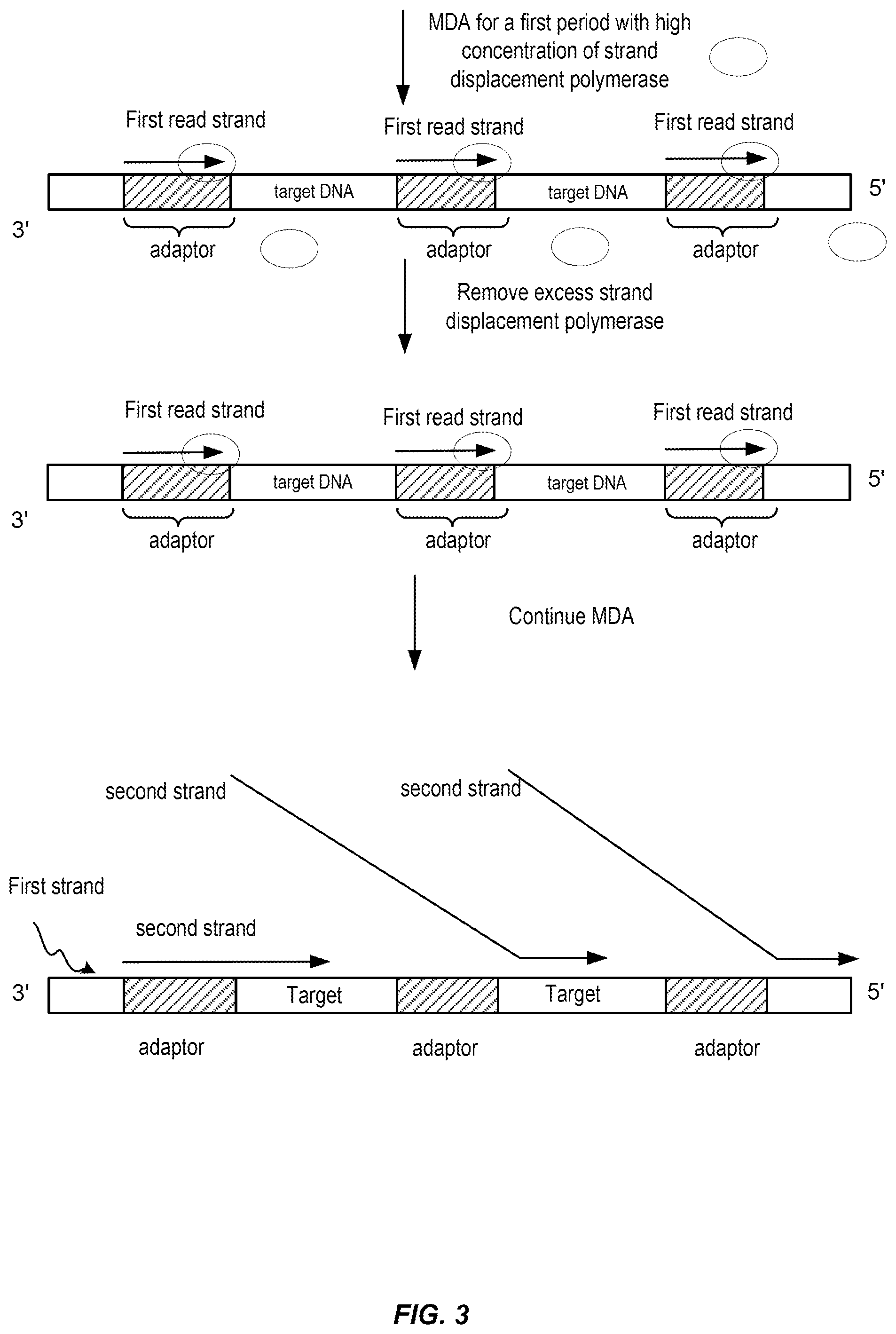 Patent US12448648 Figure 3 – Controlled strand-displacement for paired end sequencing