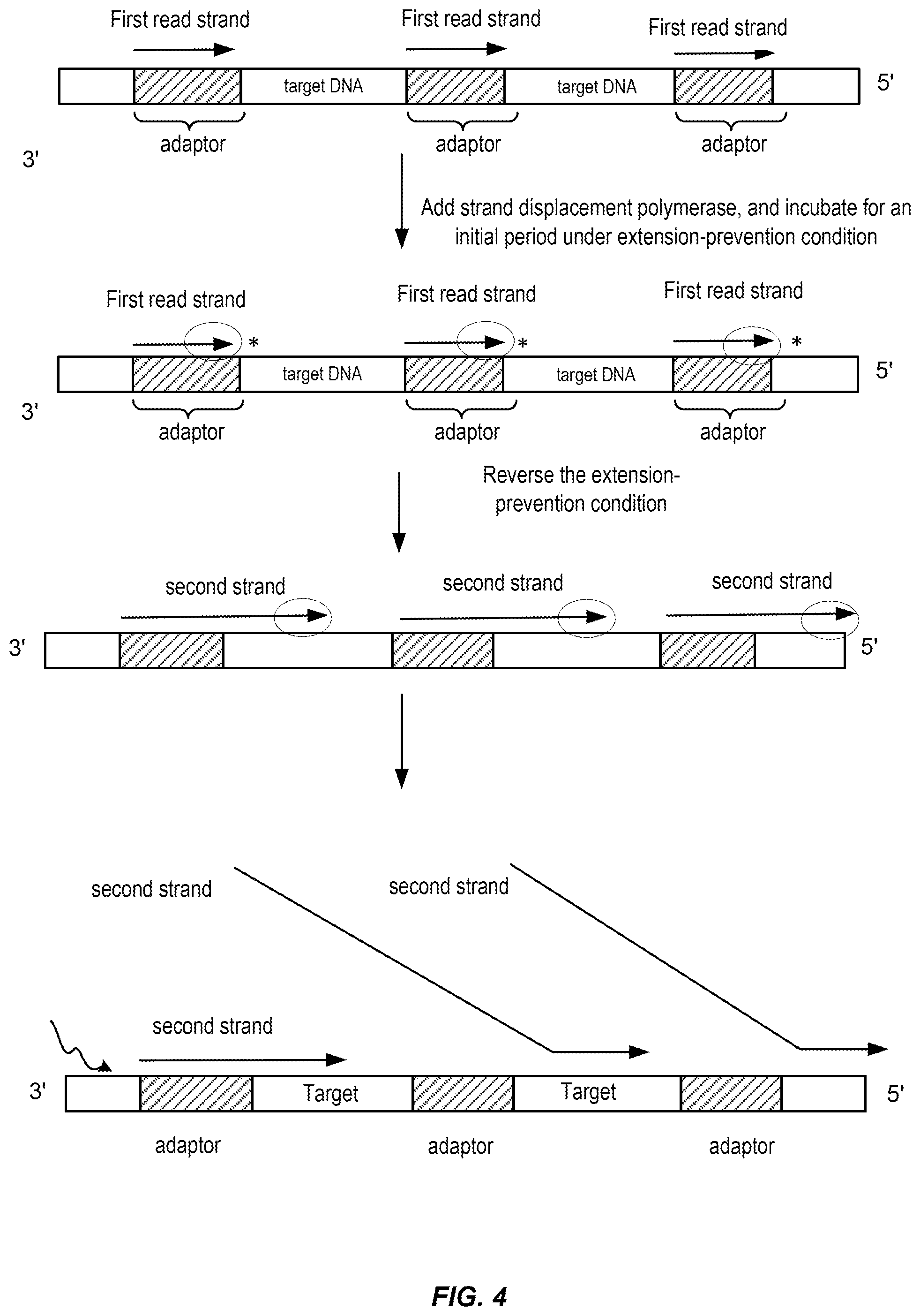 Patent US12448648 Figure 4 – Controlled strand-displacement for paired end sequencing