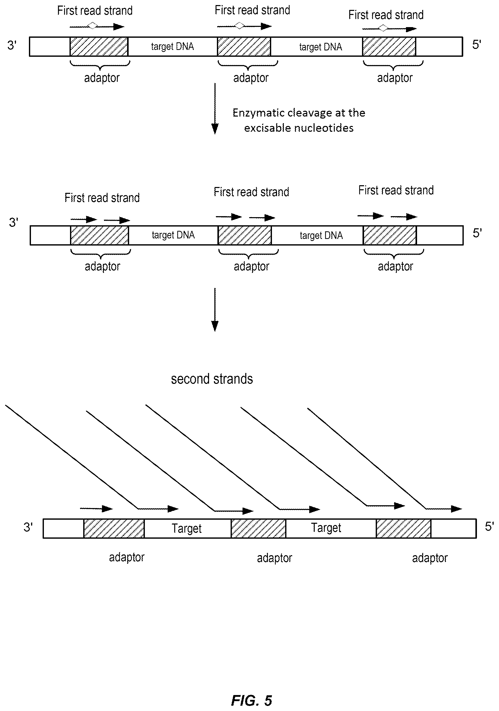 Patent US12448648 Figure 5 – Controlled strand-displacement for paired end sequencing