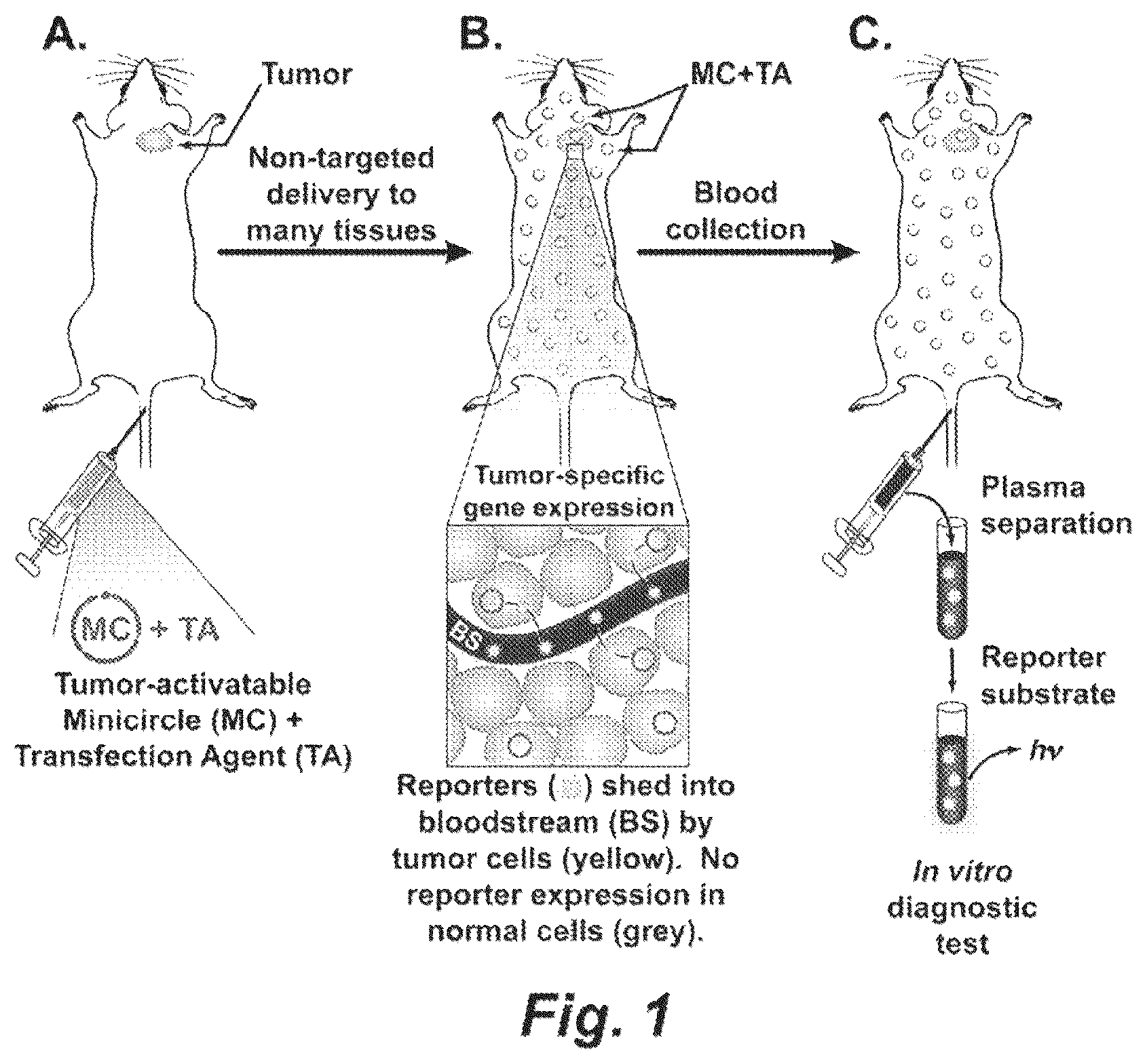 Patent US12448652 Figure 1 – Methods and compositions for synthetic biomarkers