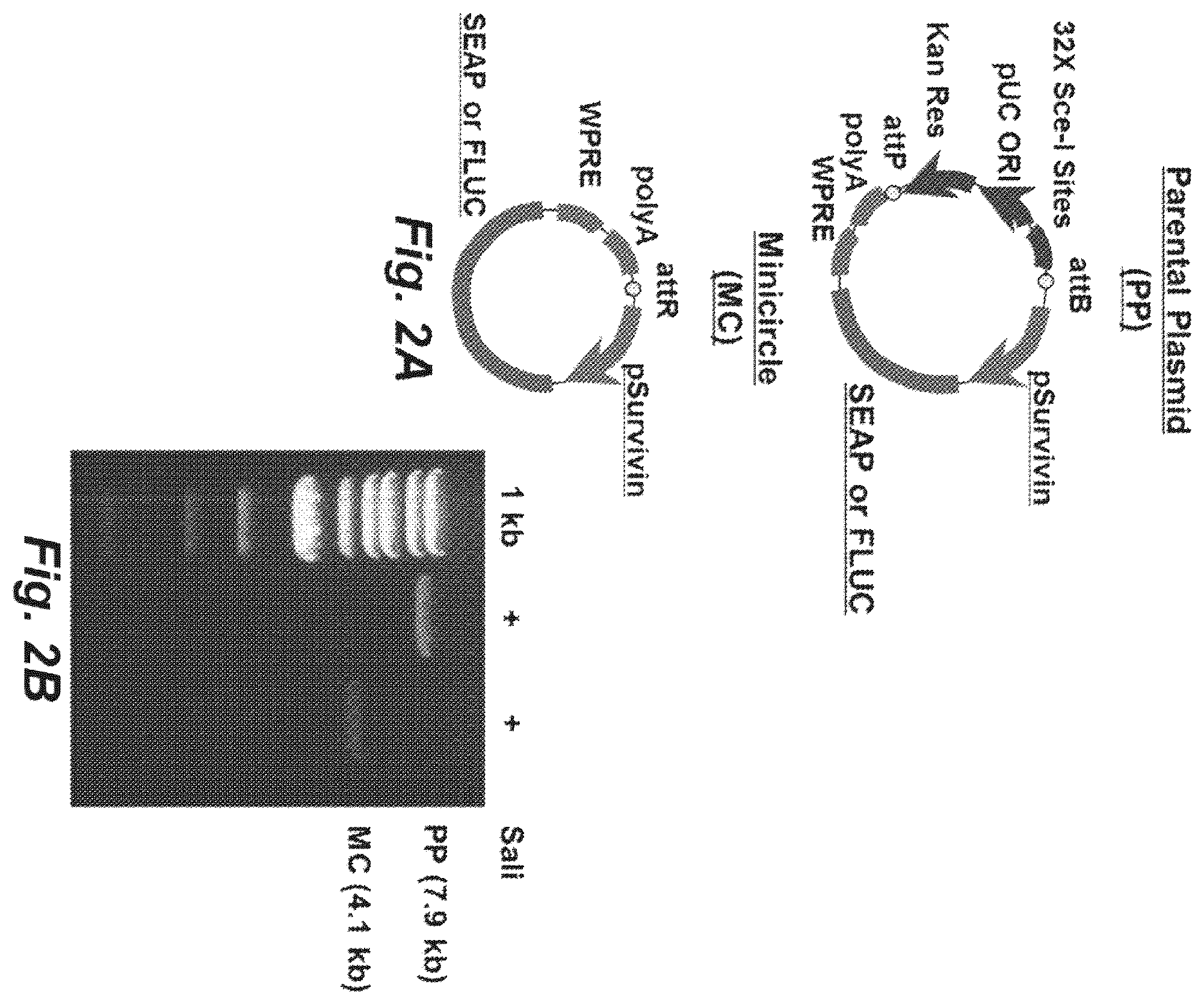 Patent US12448652 Figure 2 – Methods and compositions for synthetic biomarkers
