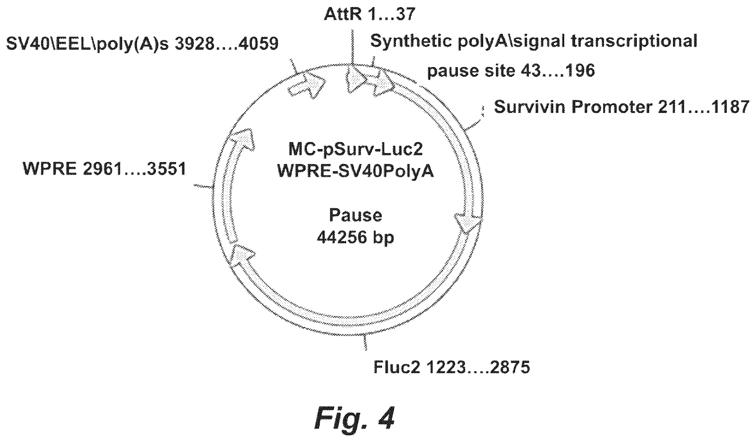 Patent US12448652 Figure 4 – Methods and compositions for synthetic biomarkers