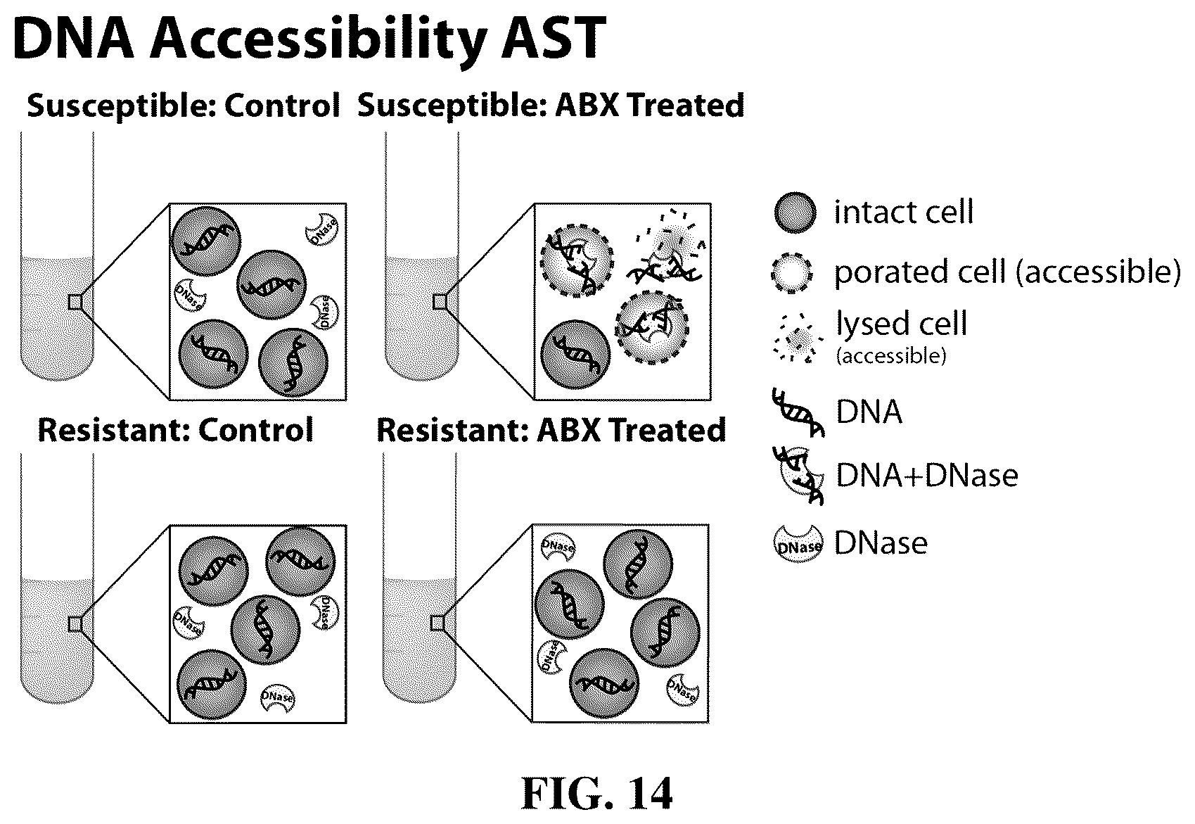Patent US12448655 Figure 14 – Antibiotic susceptibility of microorganisms and related methods and systems