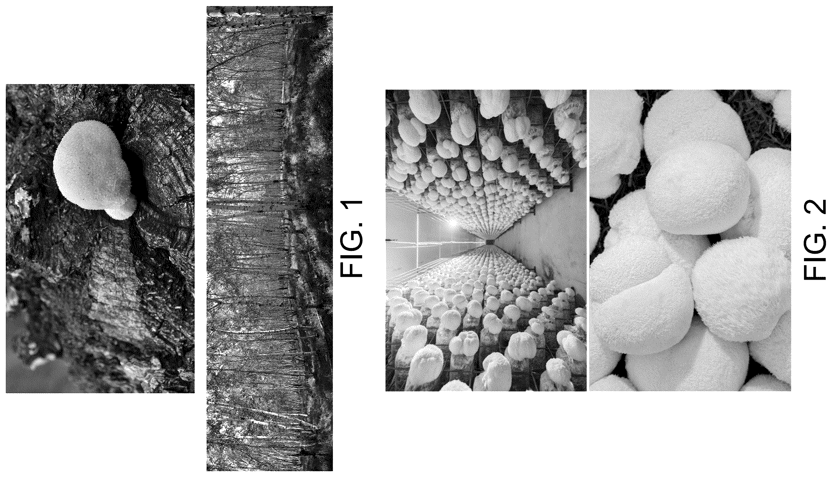 Patent US12448657 — Hericium erinaceus strain HE015, molecular markers and uses thereof — Figure 1