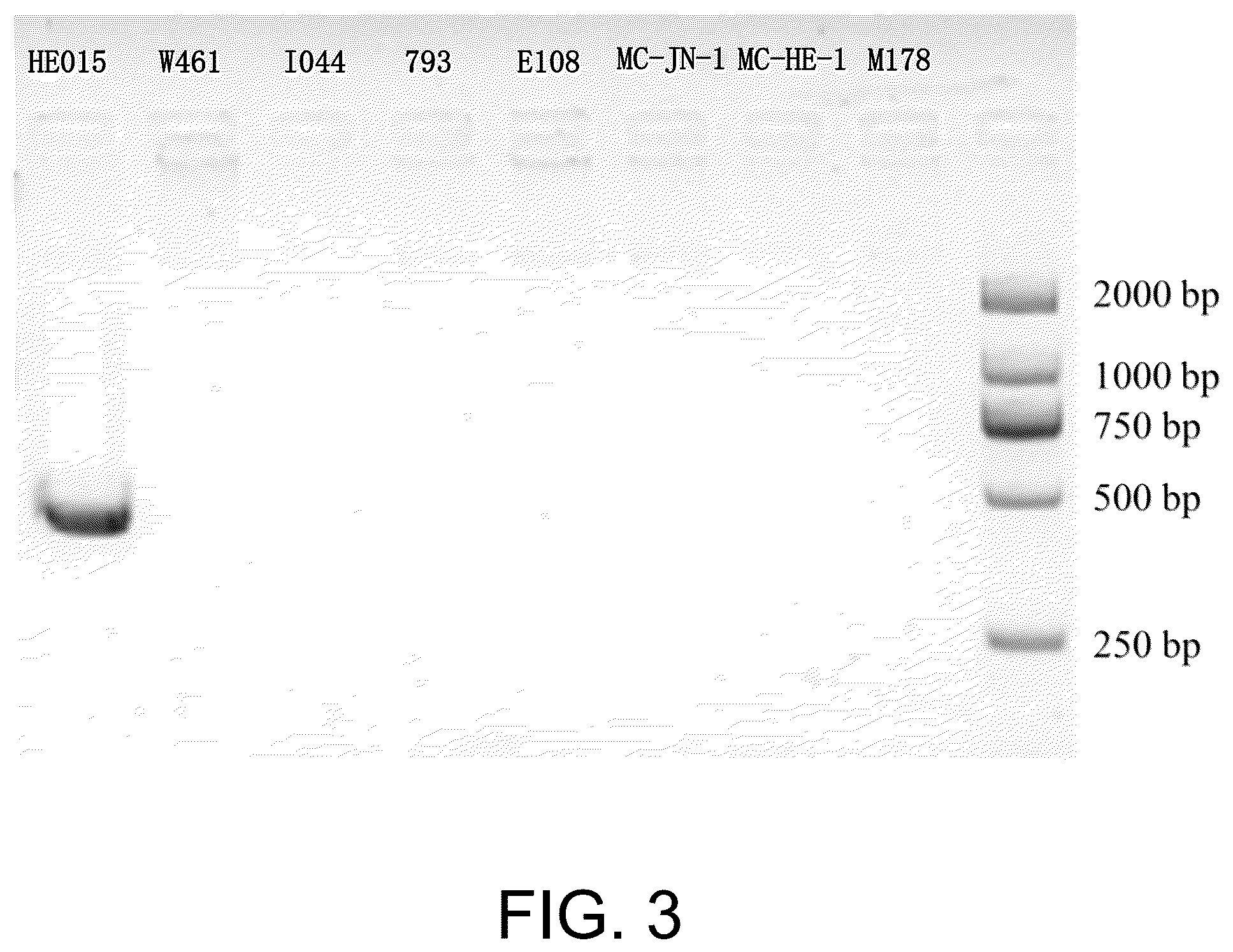 Patent US12448657 Figure 2 – Hericium erinaceus strain HE015, molecular markers and uses thereof