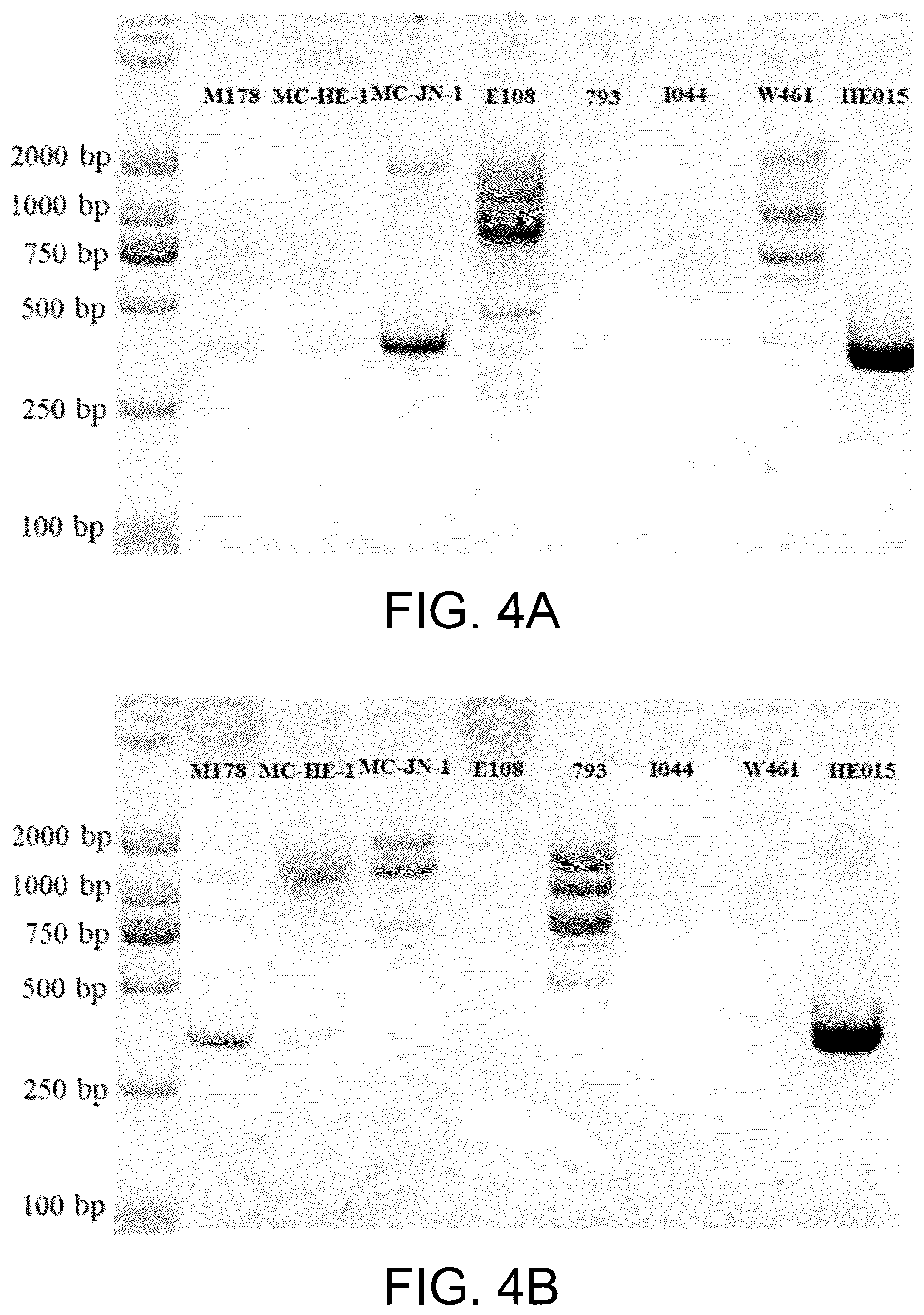 Patent US12448657 Figure 3 – Hericium erinaceus strain HE015, molecular markers and uses thereof
