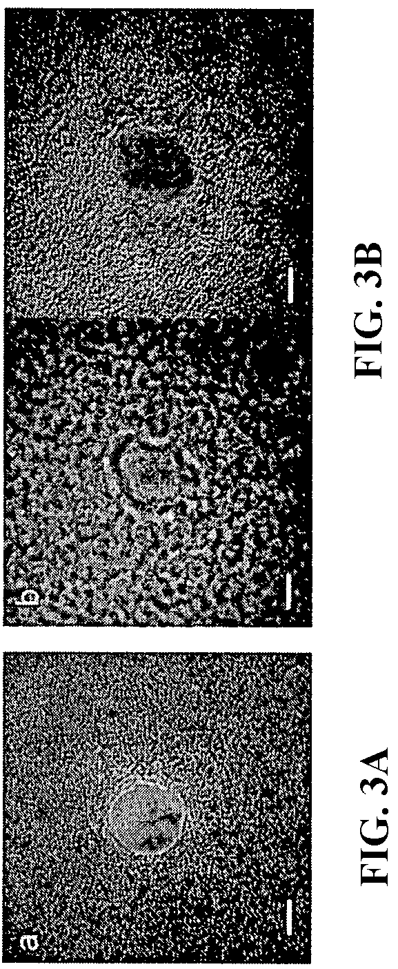 Patent US12455276 Figure 3 – Chemical functionalization of solid-state nanopores and nanopore arrays and applications thereof