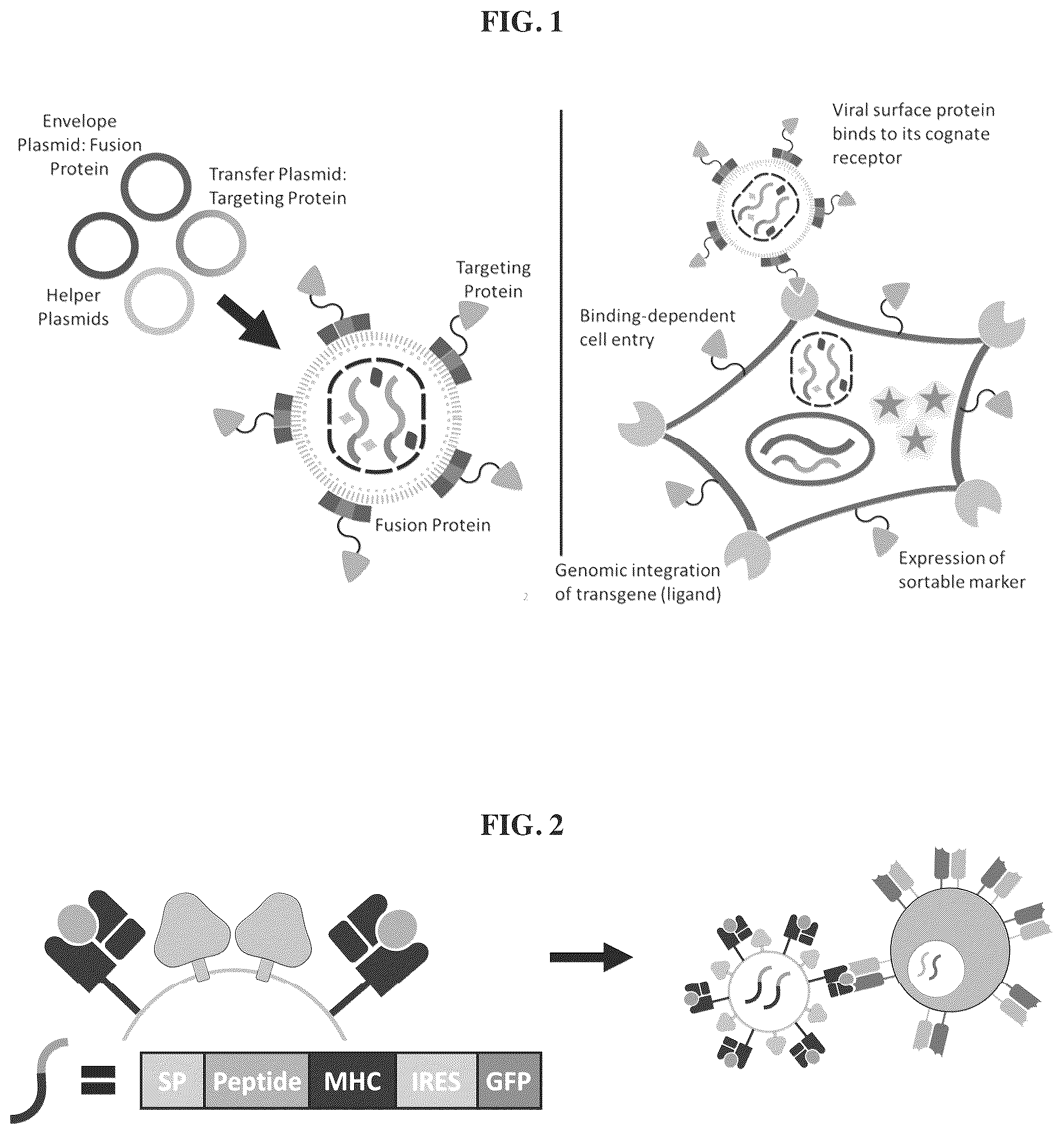Patent US12455280 Figure 1 – Ligand discovery and gene delivery via retroviral surface display