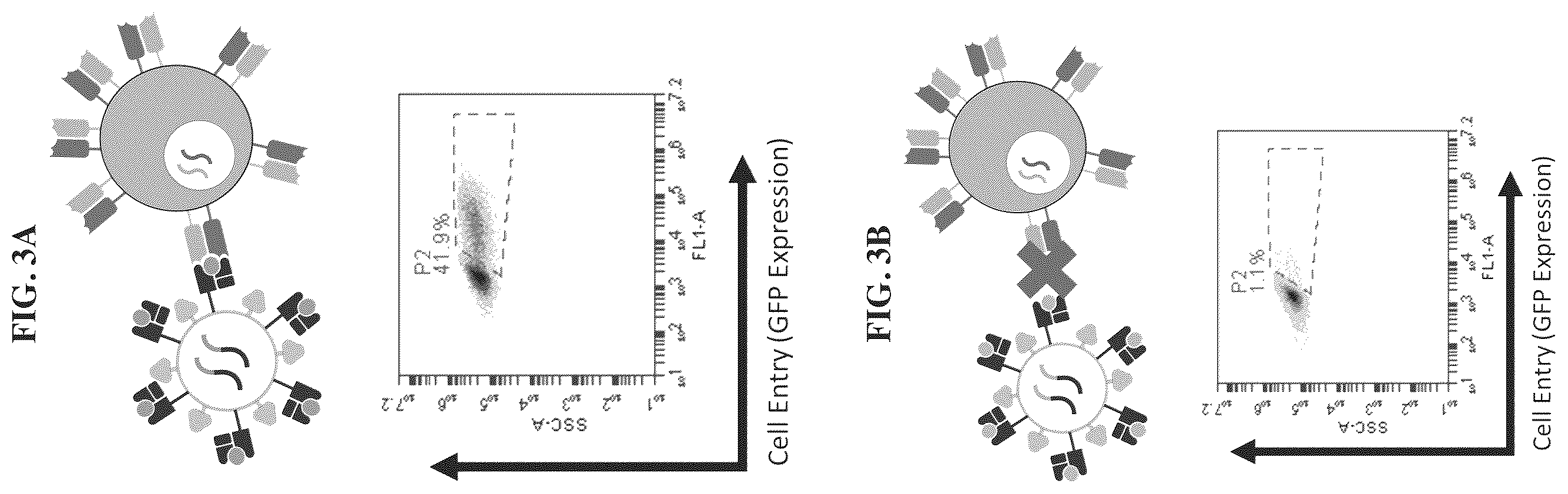 Patent US12455280 Figure 2 – Ligand discovery and gene delivery via retroviral surface display