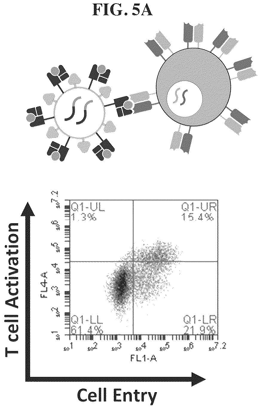 Patent US12455280 Figure 4 – Ligand discovery and gene delivery via retroviral surface display