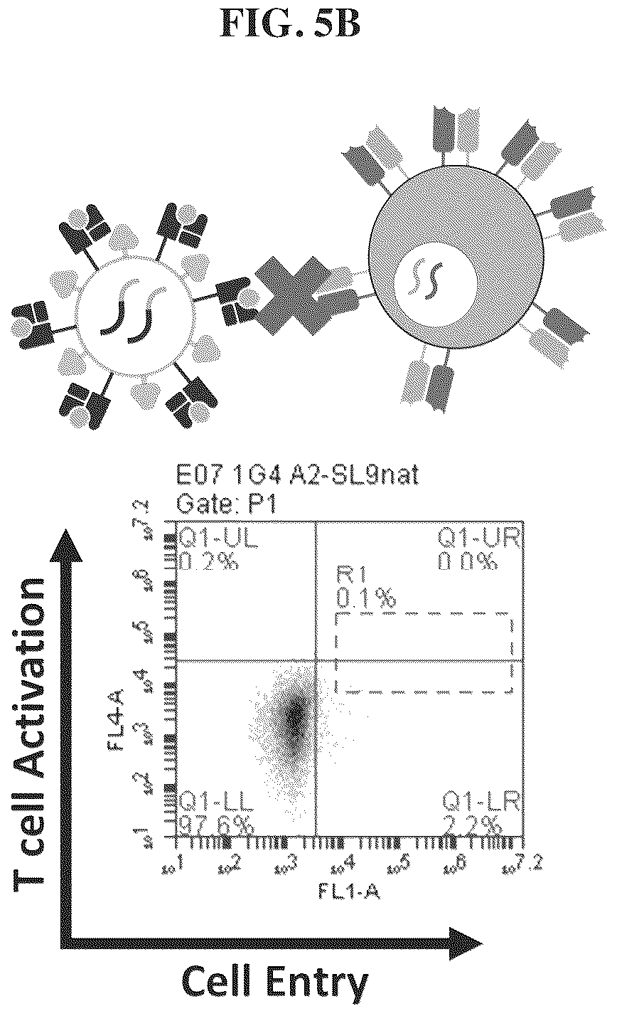 Patent US12455280 Figure 5 – Ligand discovery and gene delivery via retroviral surface display