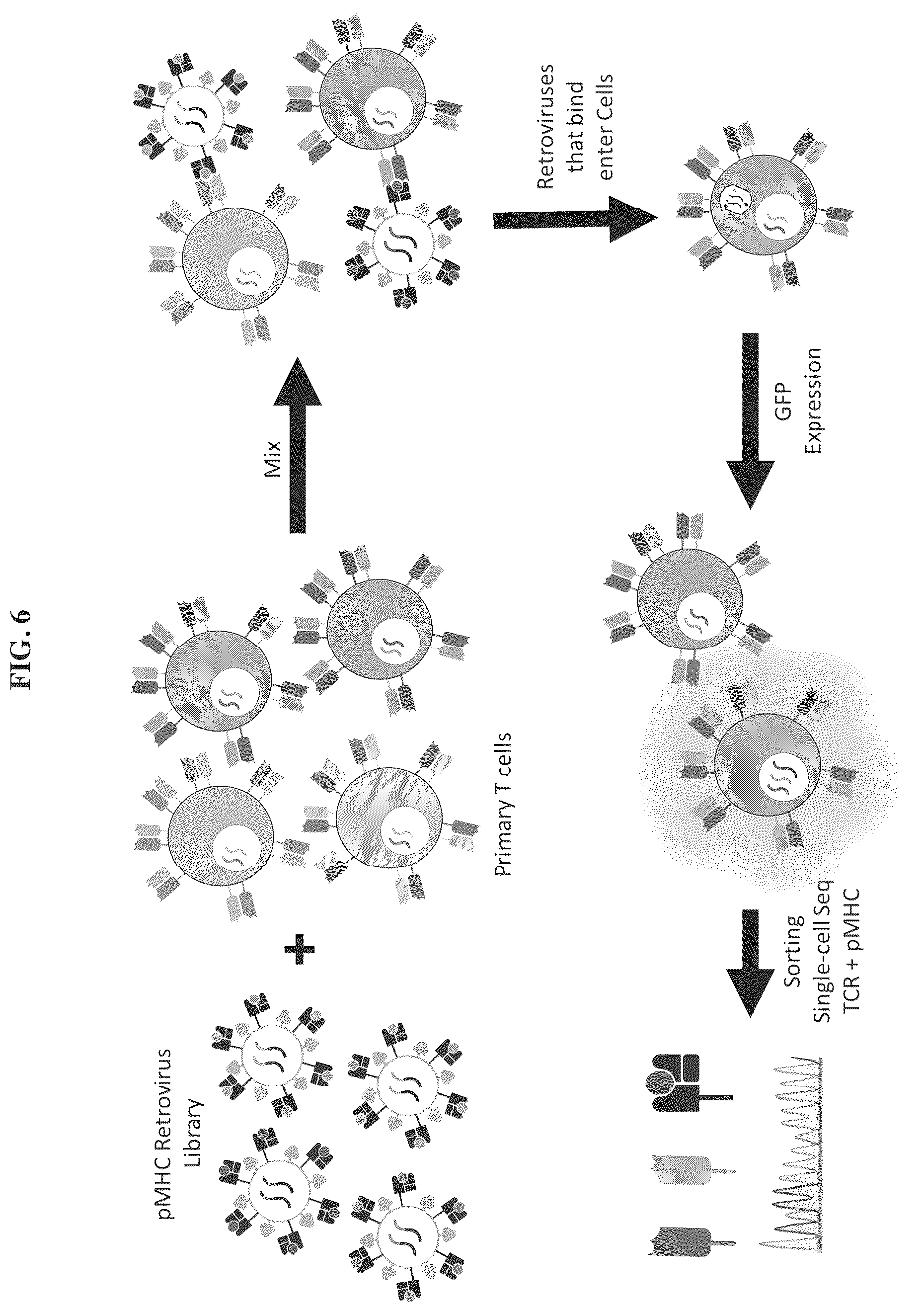 Patent US12455280 Figure 6 – Ligand discovery and gene delivery via retroviral surface display
