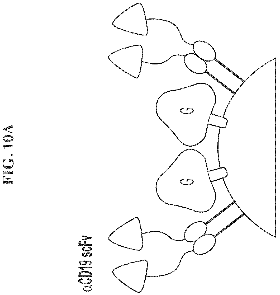 Patent US12455280 Figure 9 – Ligand discovery and gene delivery via retroviral surface display
