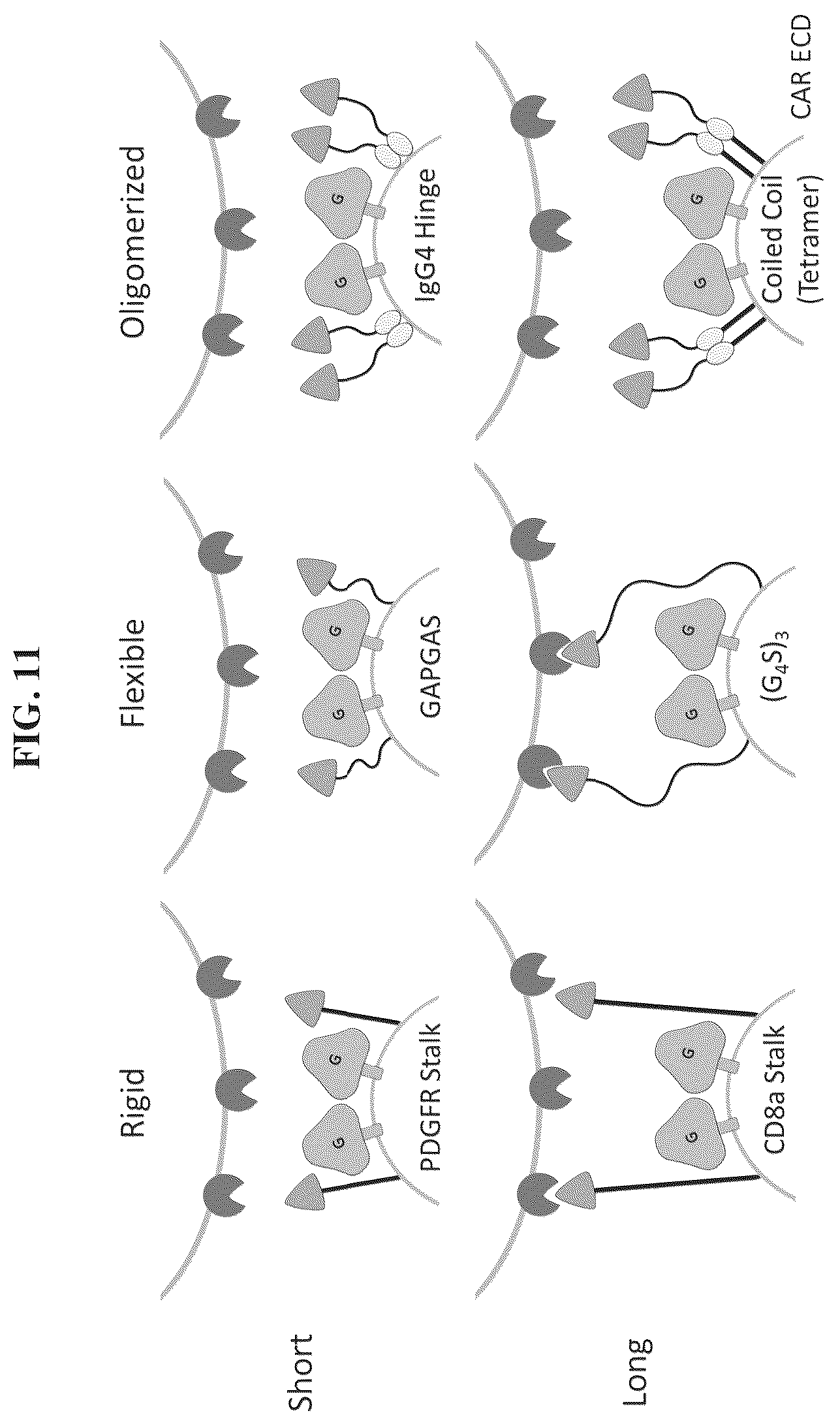 Patent US12455280 Figure 11 – Ligand discovery and gene delivery via retroviral surface display