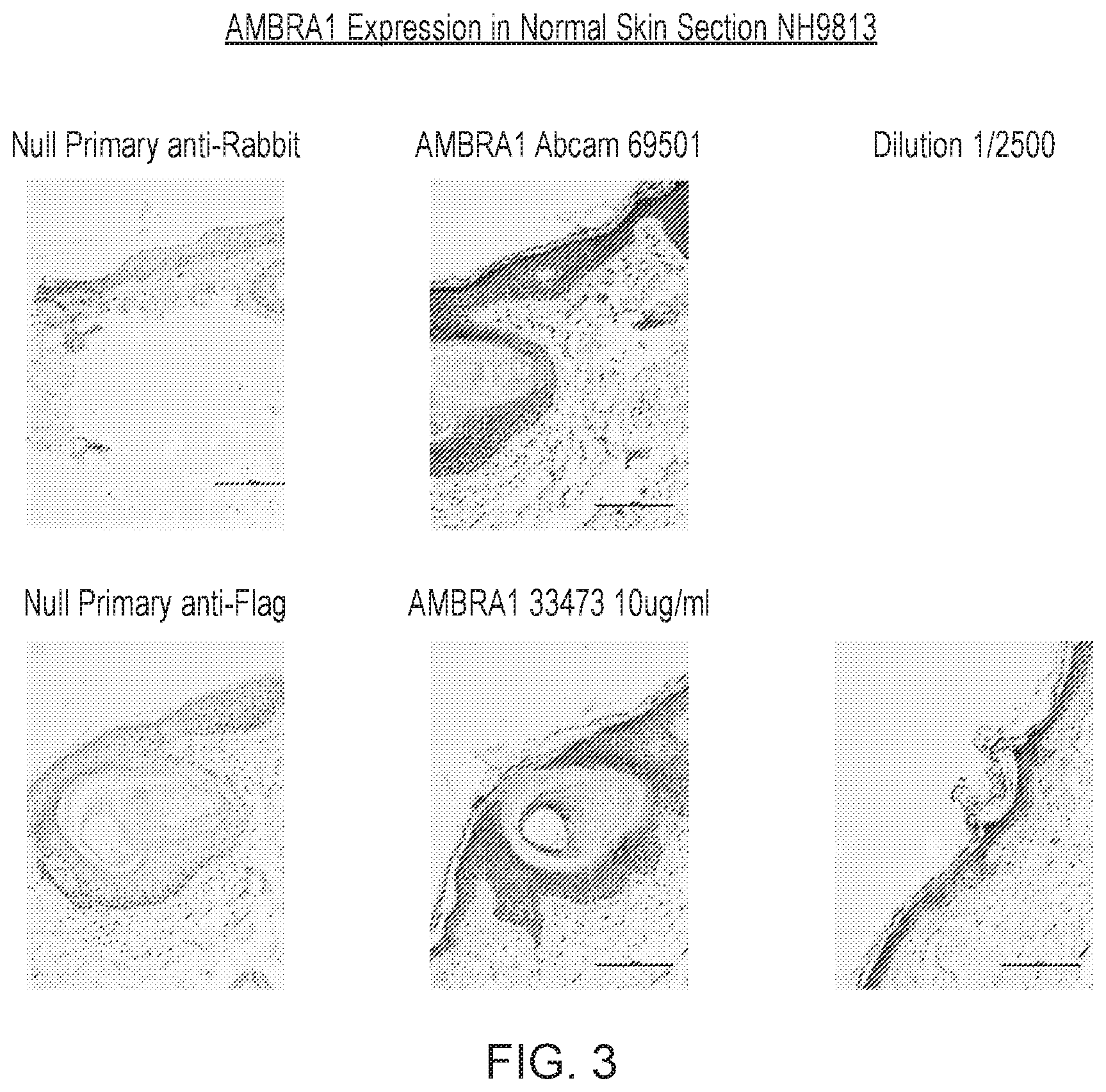 Patent US12455289 Figure 3 – Monoclonal antibodies against loricrin