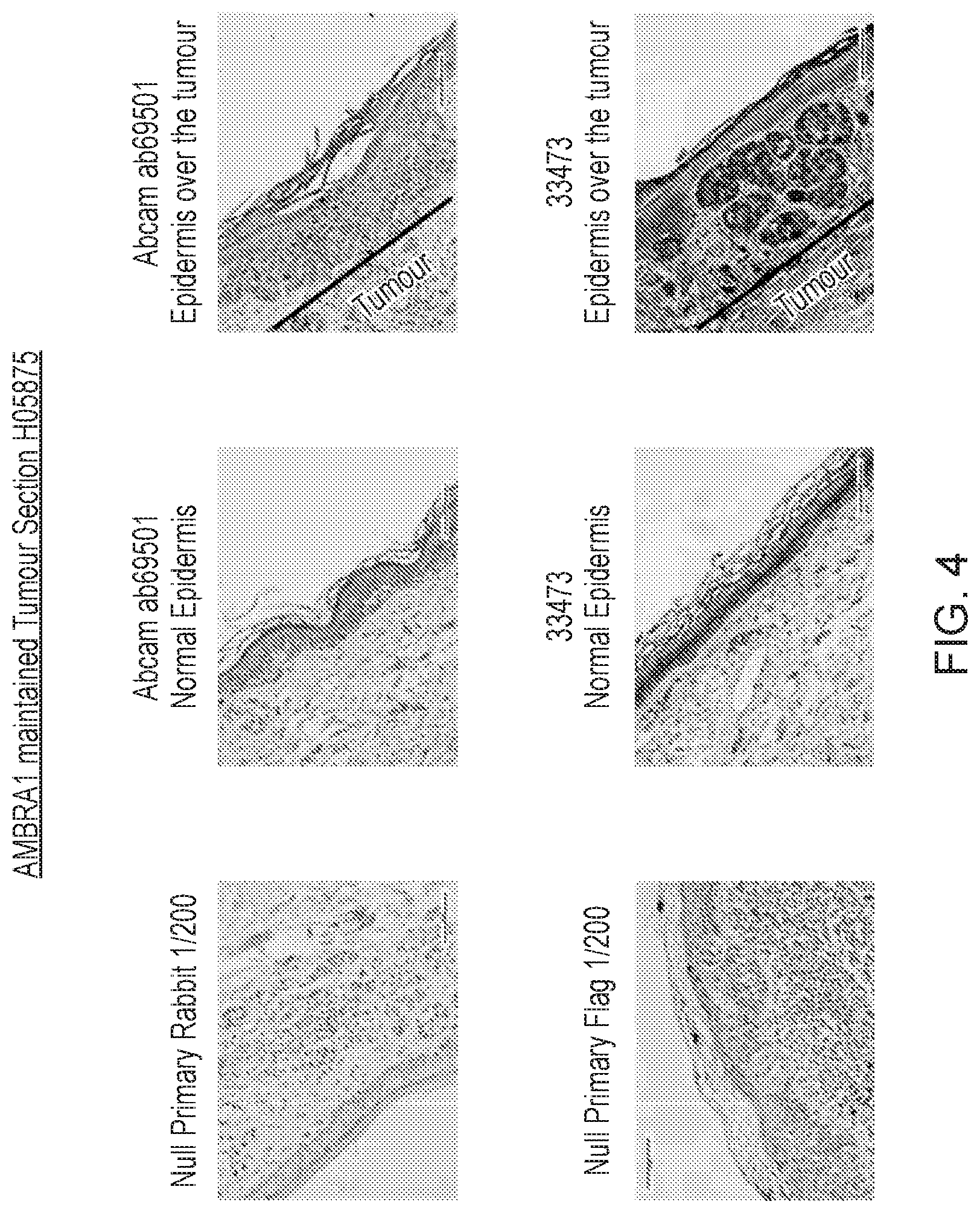 Patent US12455289 Figure 4 – Monoclonal antibodies against loricrin