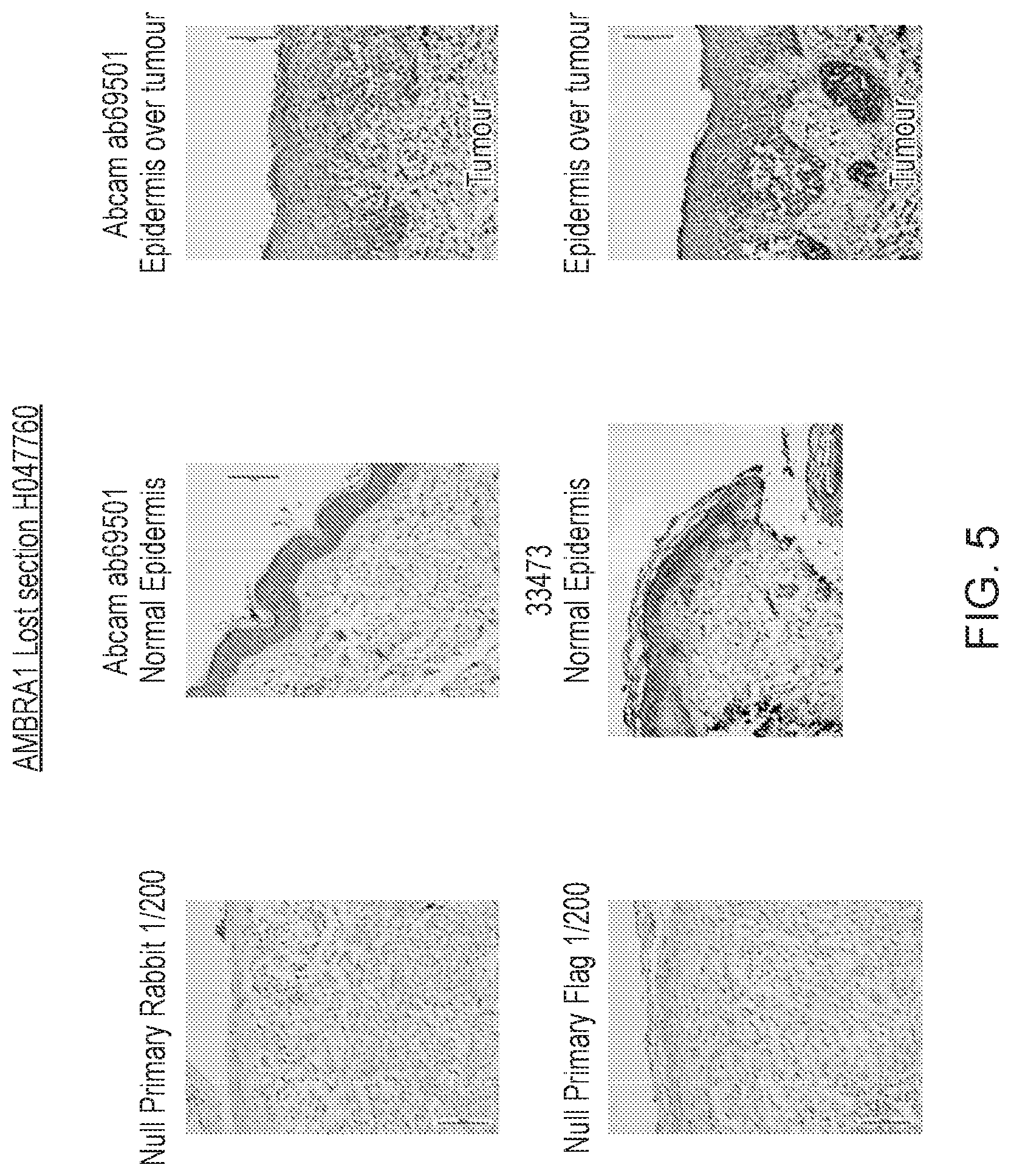 Patent US12455289 Figure 5 – Monoclonal antibodies against loricrin