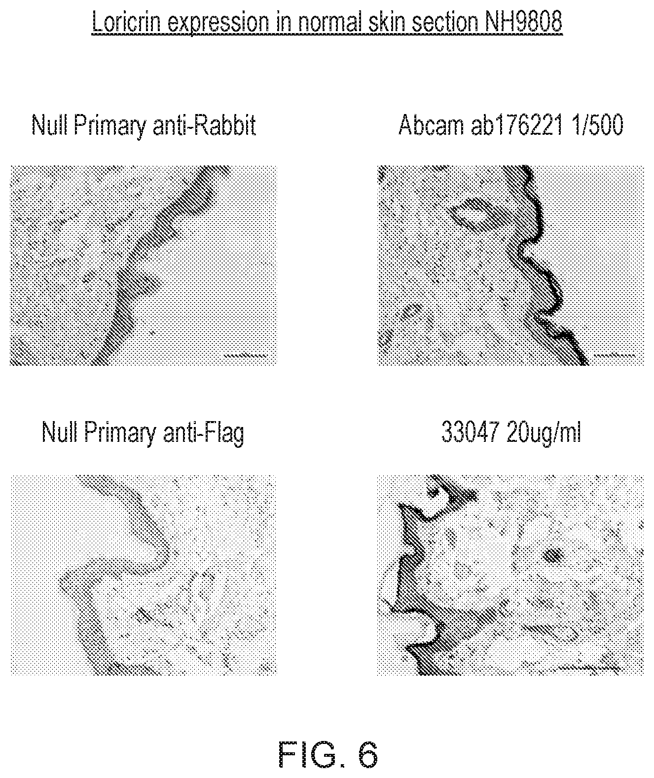 Patent US12455289 Figure 6 – Monoclonal antibodies against loricrin