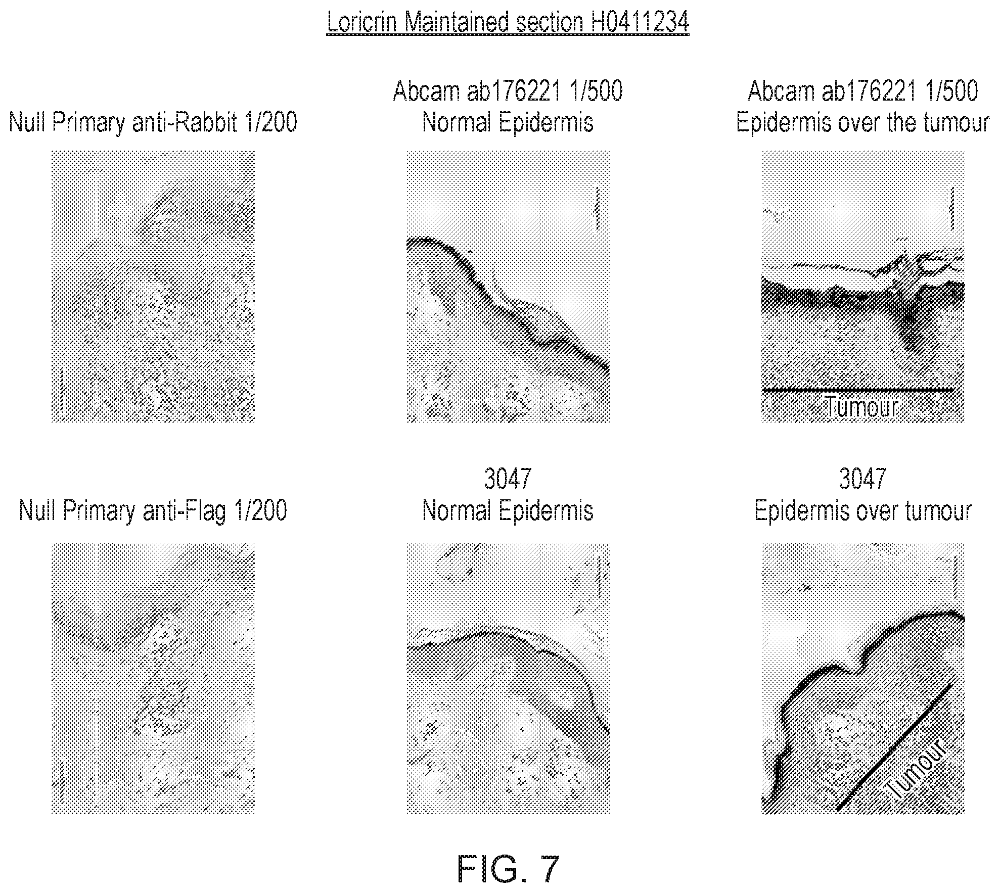 Patent US12455289 Figure 7 – Monoclonal antibodies against loricrin