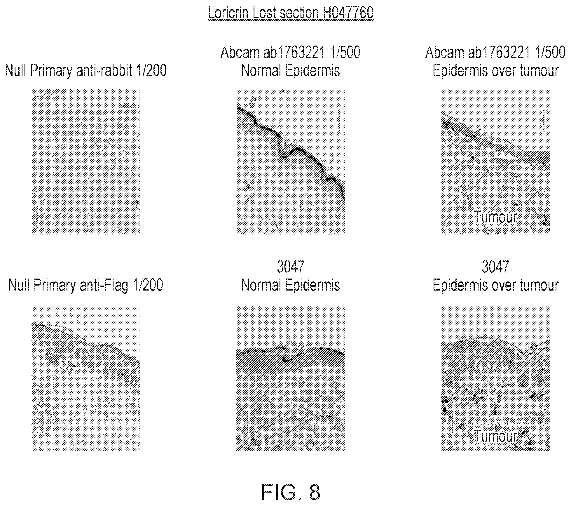 Patent US12455289 Figure 8 – Monoclonal antibodies against loricrin