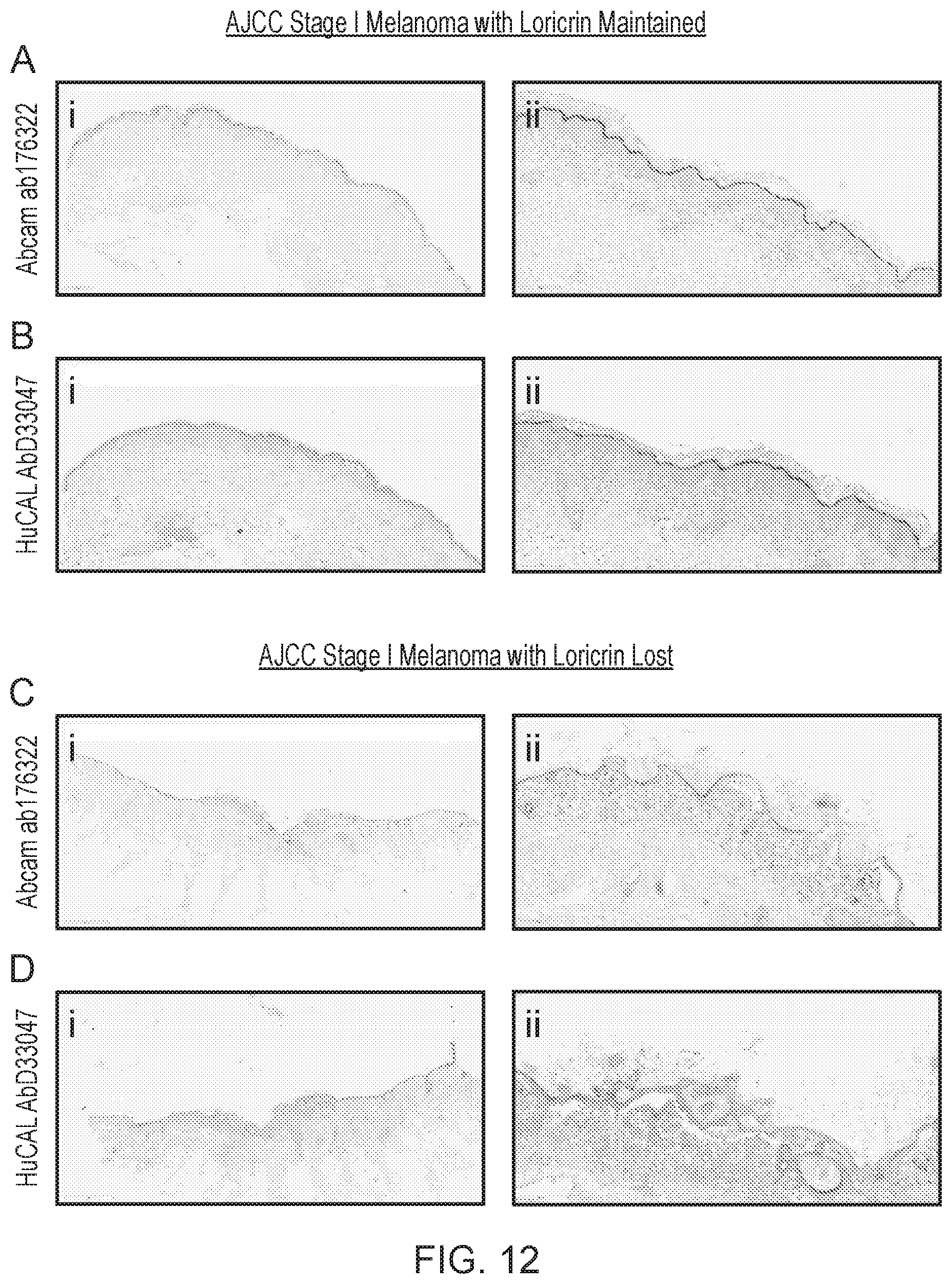 Patent US12455289 Figure 11 – Monoclonal antibodies against loricrin