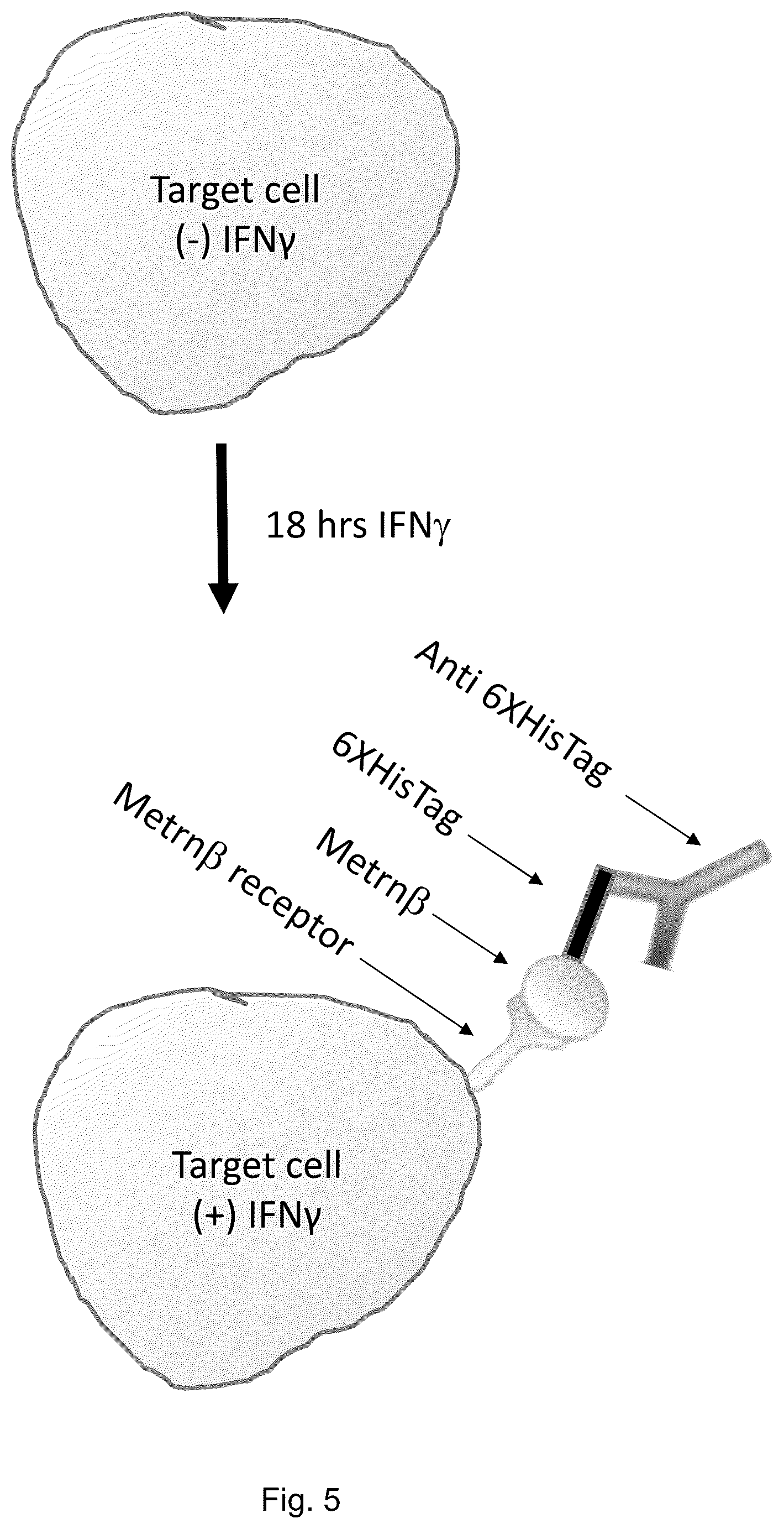 Patent US12455290 Figure 9 – Methods for detecting meteorin-β activity