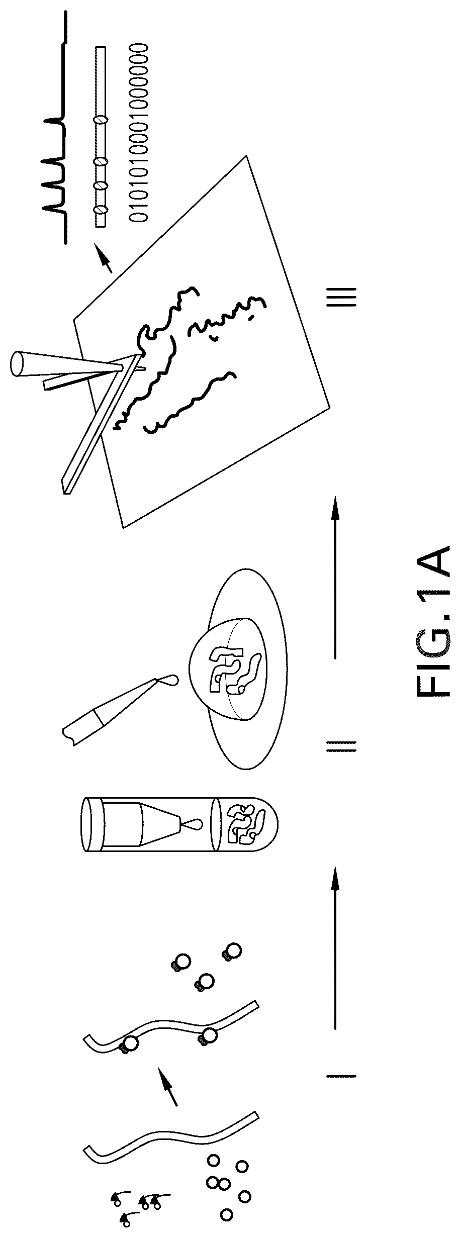 Patent US12455296 — System, method, computer-accessible medium and apparatus for DNA mapping — Figure 1