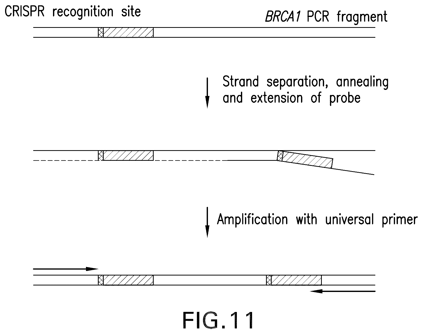 Patent US12455296 Figure 16 – System, method, computer-accessible medium and apparatus for DNA mapping