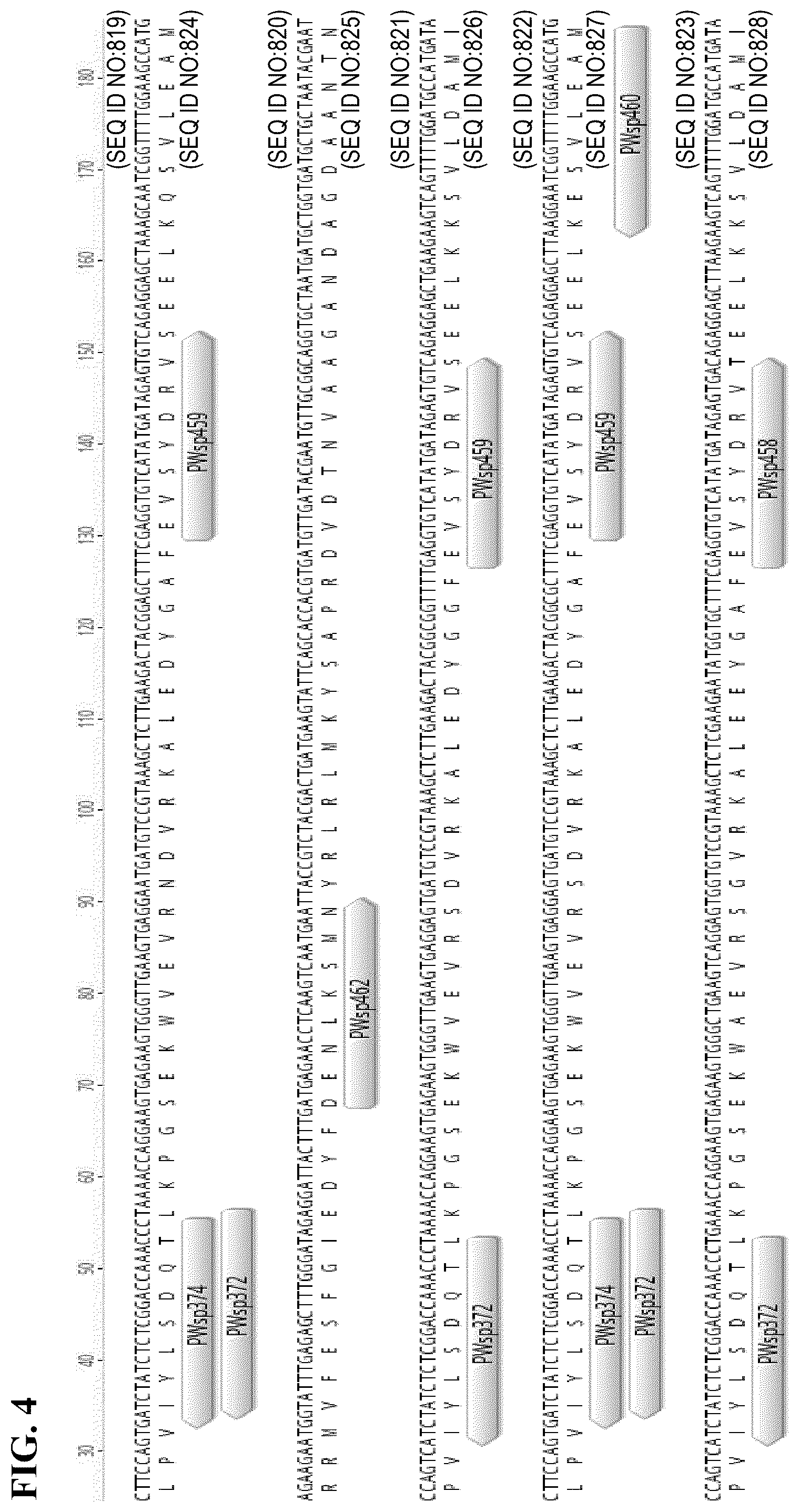 Patent US12457951 Figure 4 – Alteration of flavor traits in consumer crops via disablement of the myrosinase/glucosinolate system
