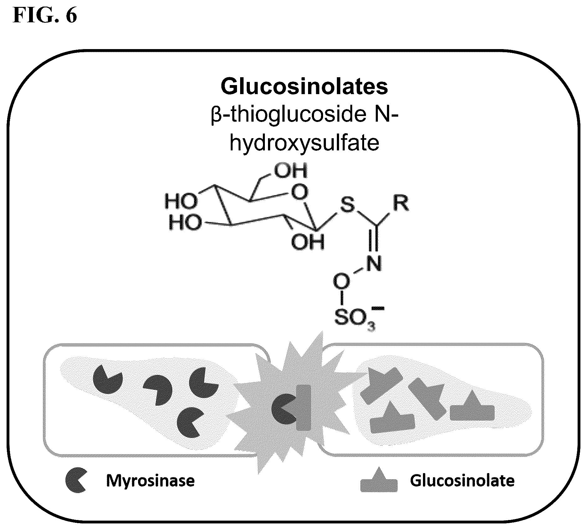 Patent US12457951 Figure 6 – Alteration of flavor traits in consumer crops via disablement of the myrosinase/glucosinolate system