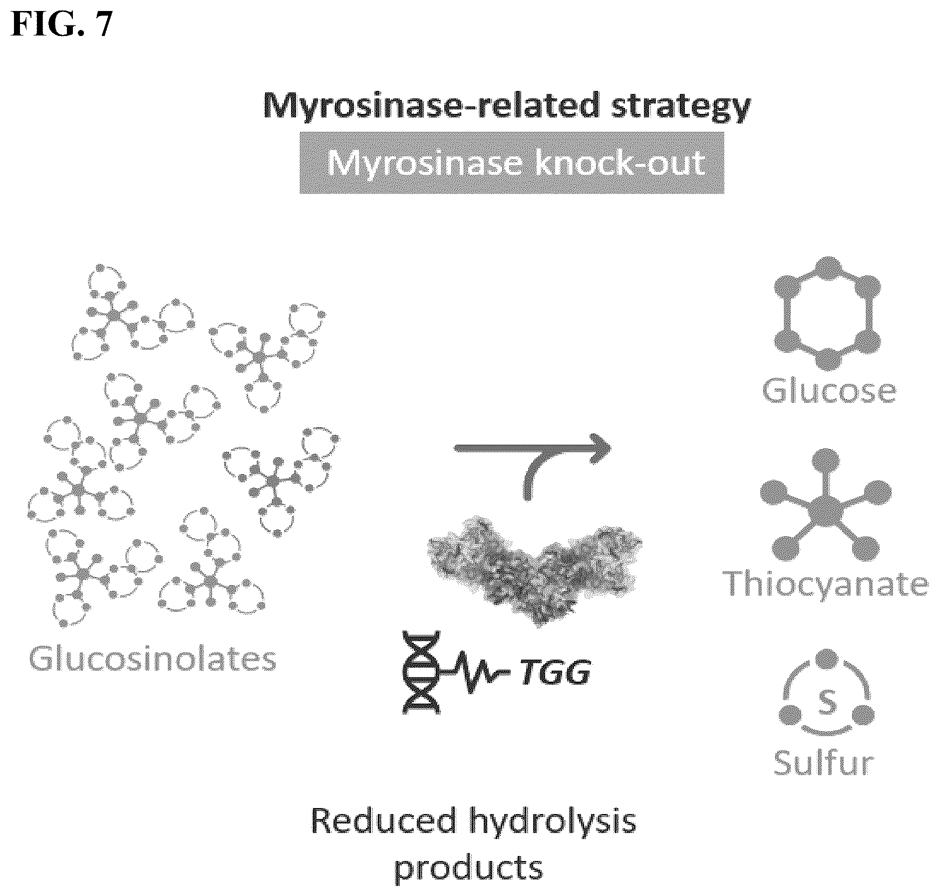 Patent US12457951 Figure 7 – Alteration of flavor traits in consumer crops via disablement of the myrosinase/glucosinolate system